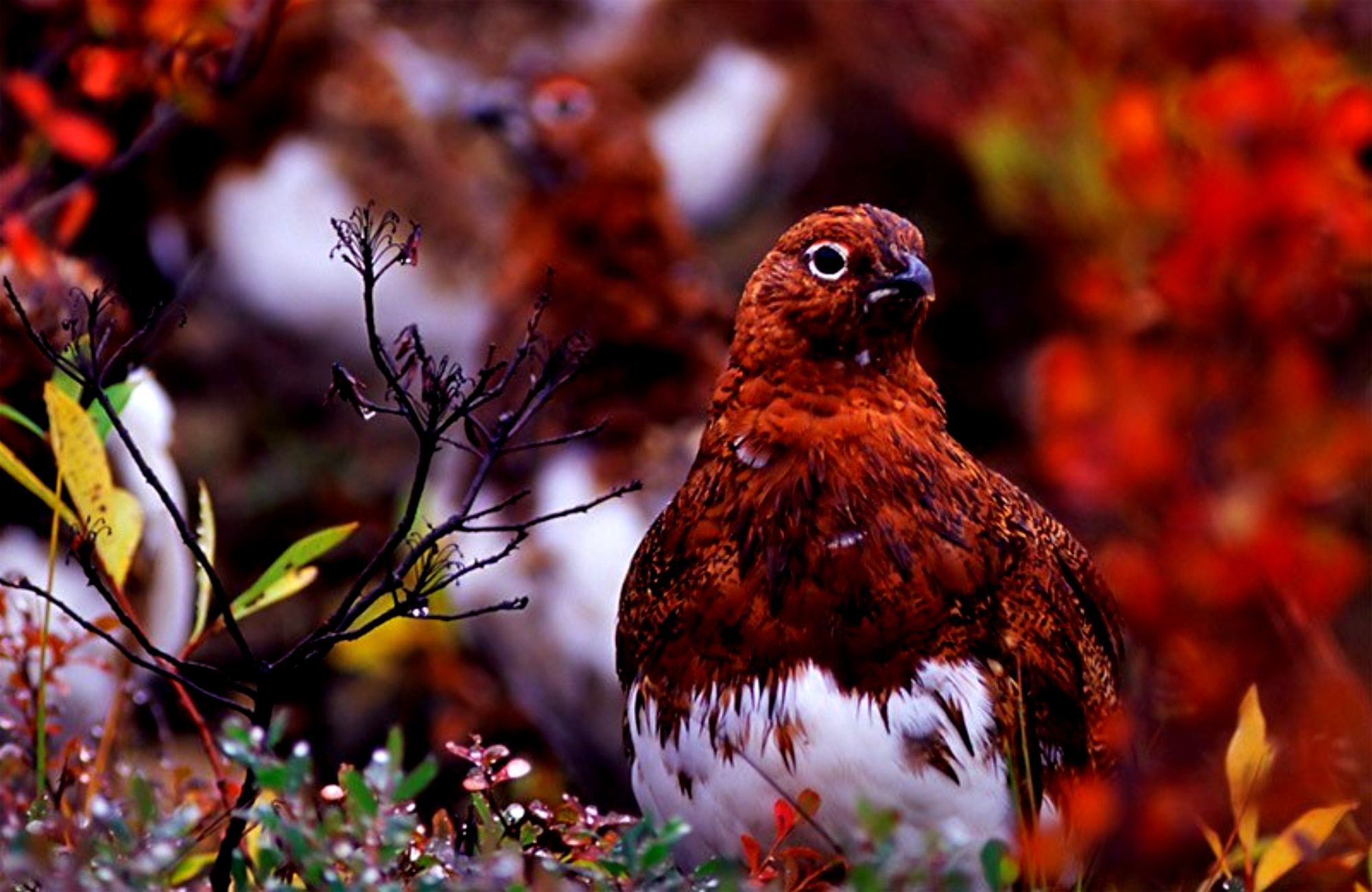 Descarga gratuita de fondo de pantalla para móvil de Animales, Aves, Ave.