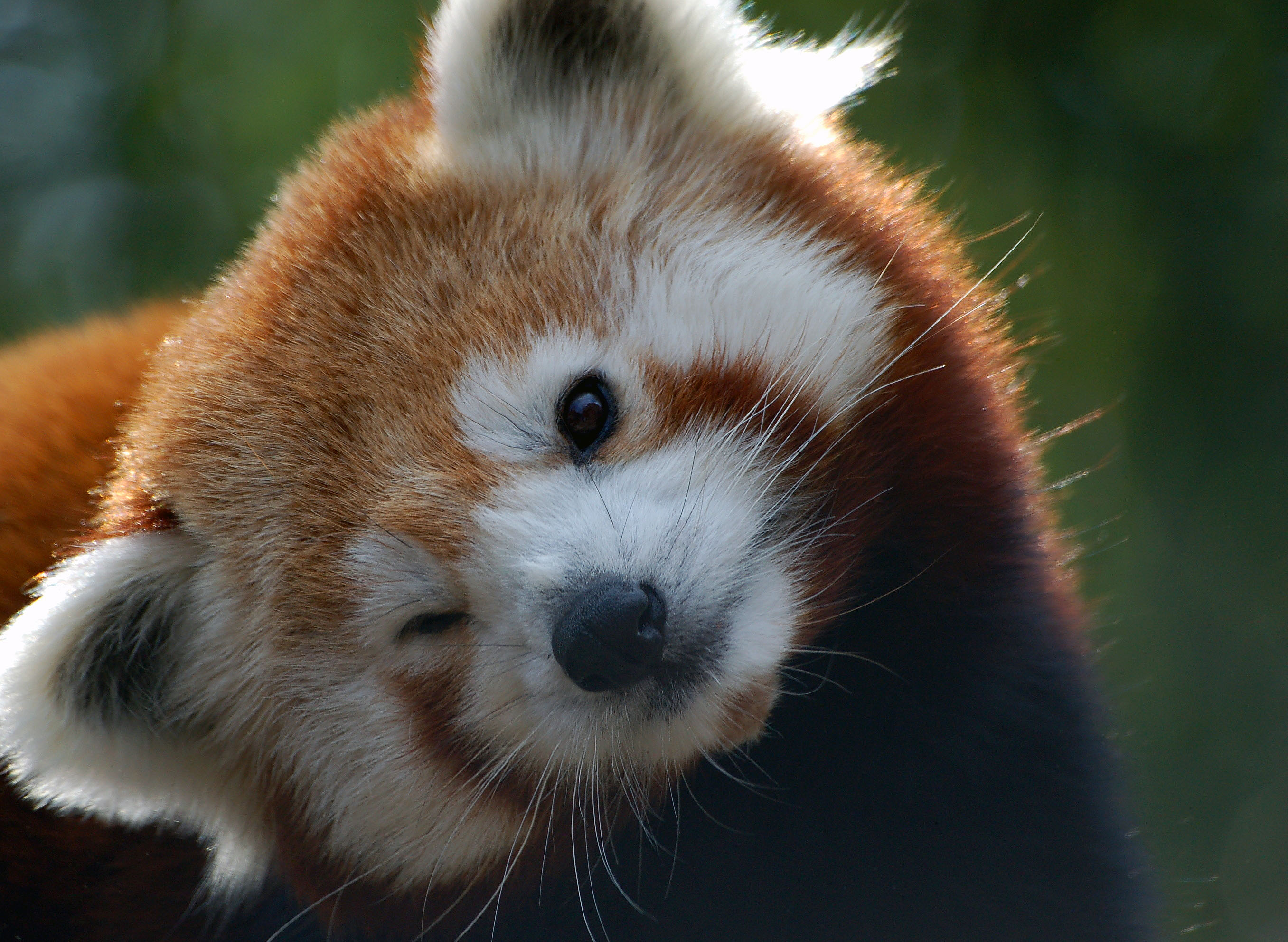 Baixar papel de parede para celular de Animais, Panda Vermelho gratuito.