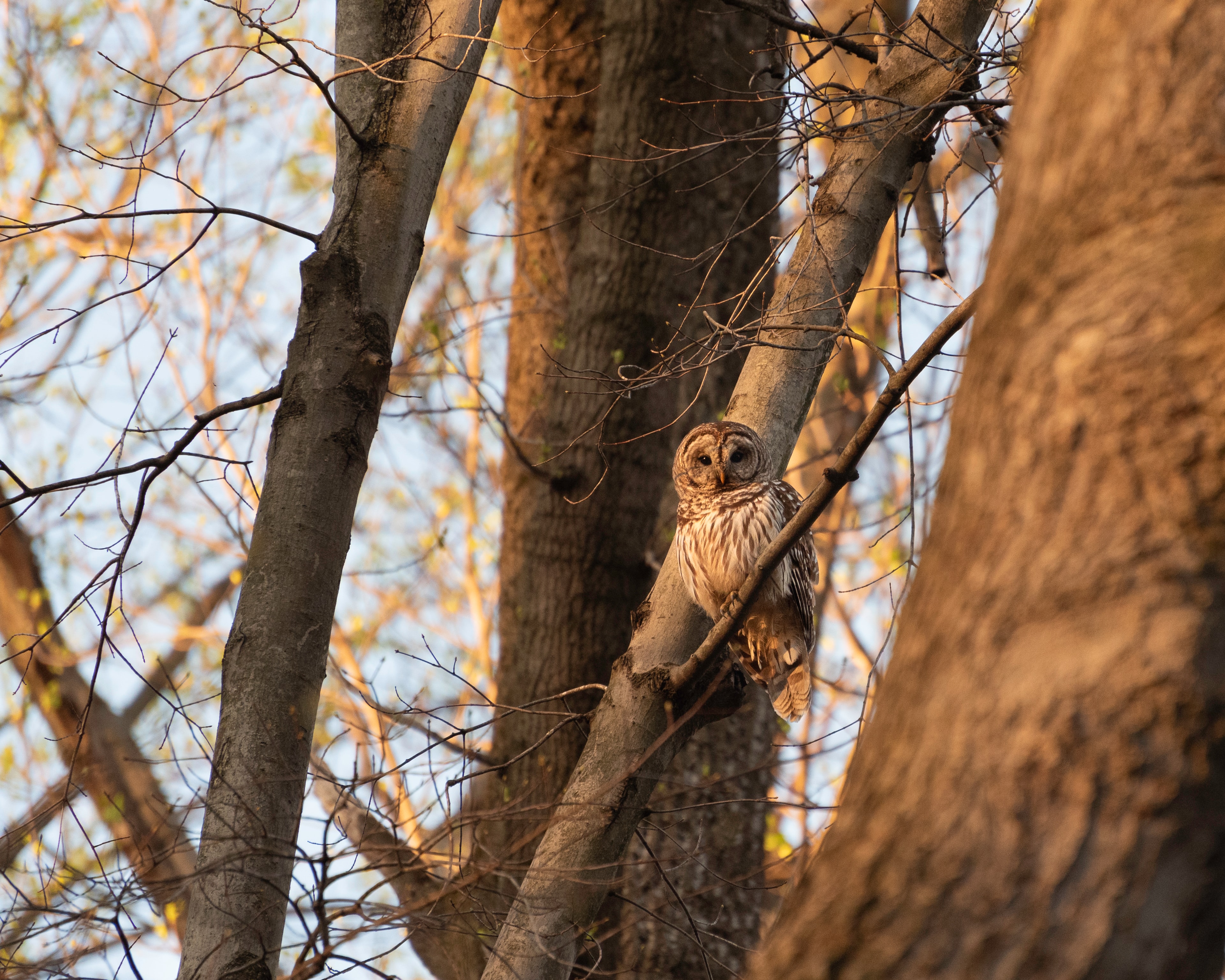 owl, animals, bird, wood, tree, branches, wildlife Phone Background