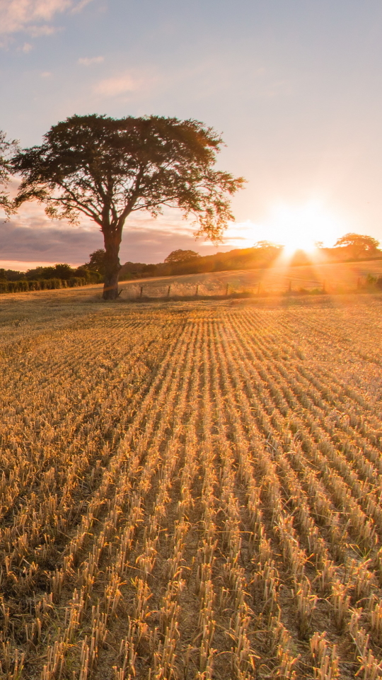 Download mobile wallpaper Nature, Summer, Earth, Field, Sunbeam, Haystack, Sunbean for free.