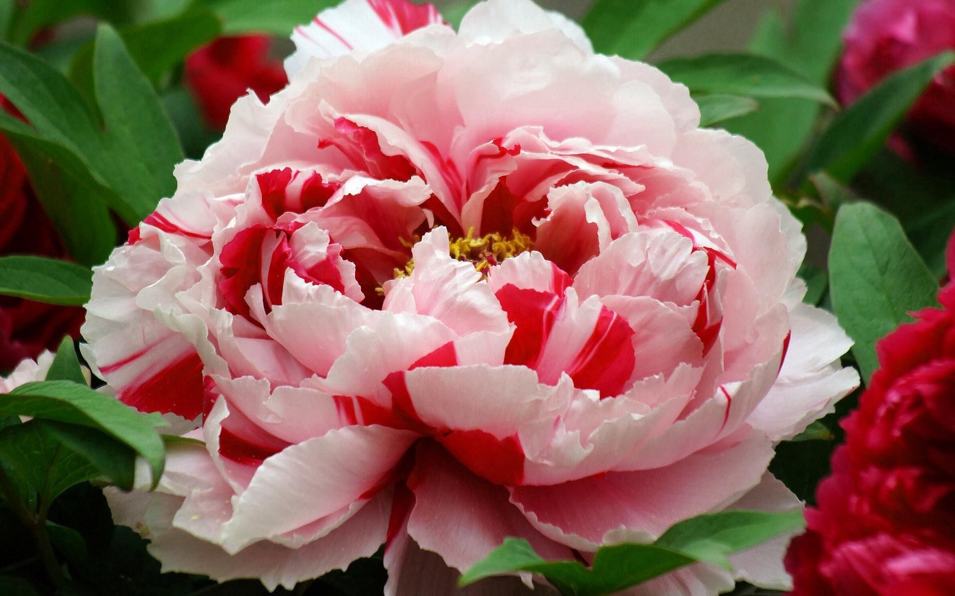 Laden Sie das Knospe, Bud, Gestreift, Blume, Verschiedenes, Sonstige, Blütenblätter-Bild kostenlos auf Ihren PC-Desktop herunter