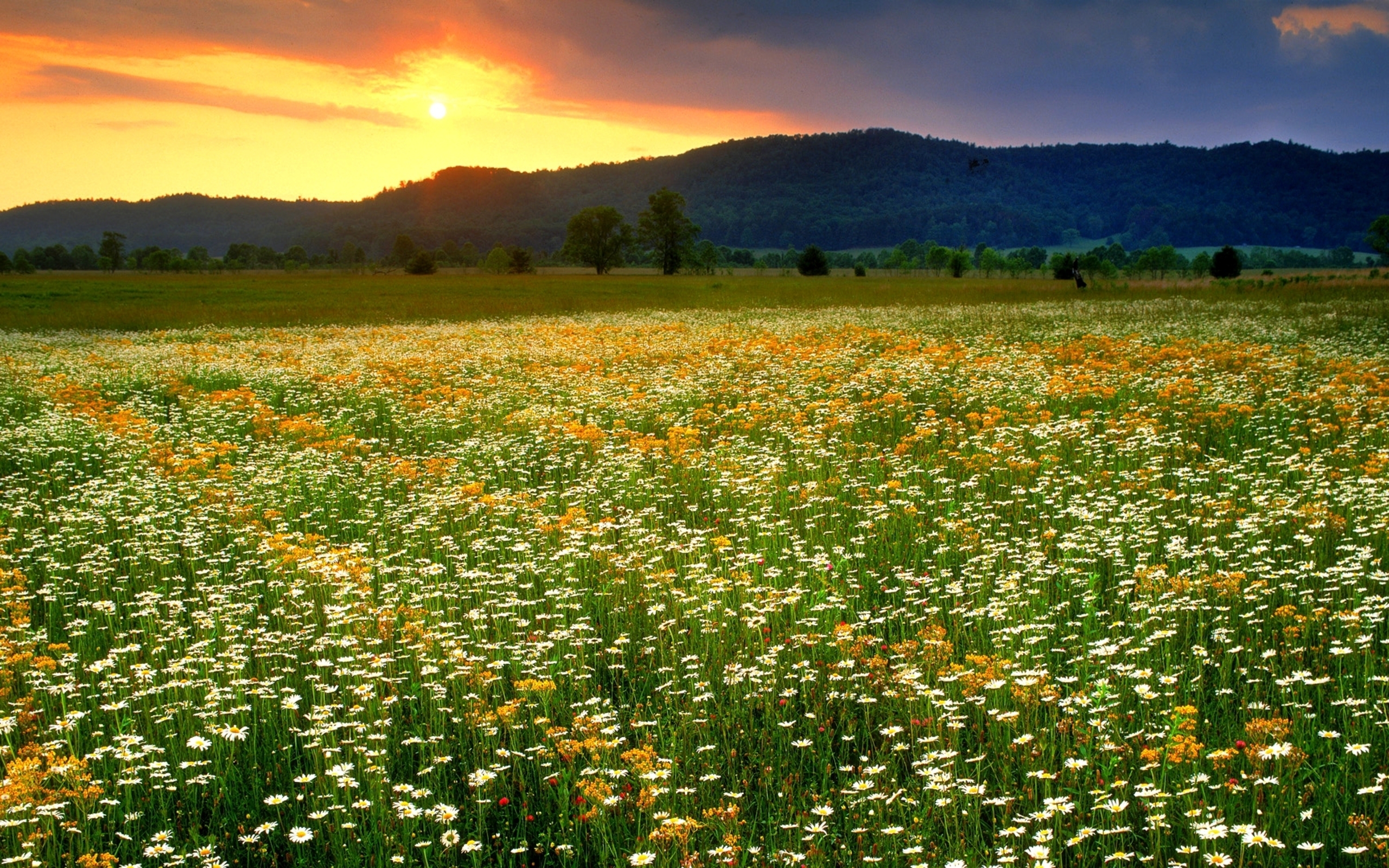 earth, field, daisy, dandelion, flower, grass, spring