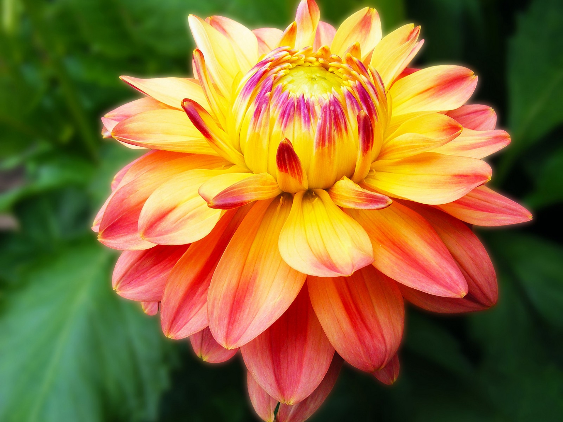 Laden Sie das Blumen, Blume, Nahansicht, Dahlien, Erde/natur-Bild kostenlos auf Ihren PC-Desktop herunter