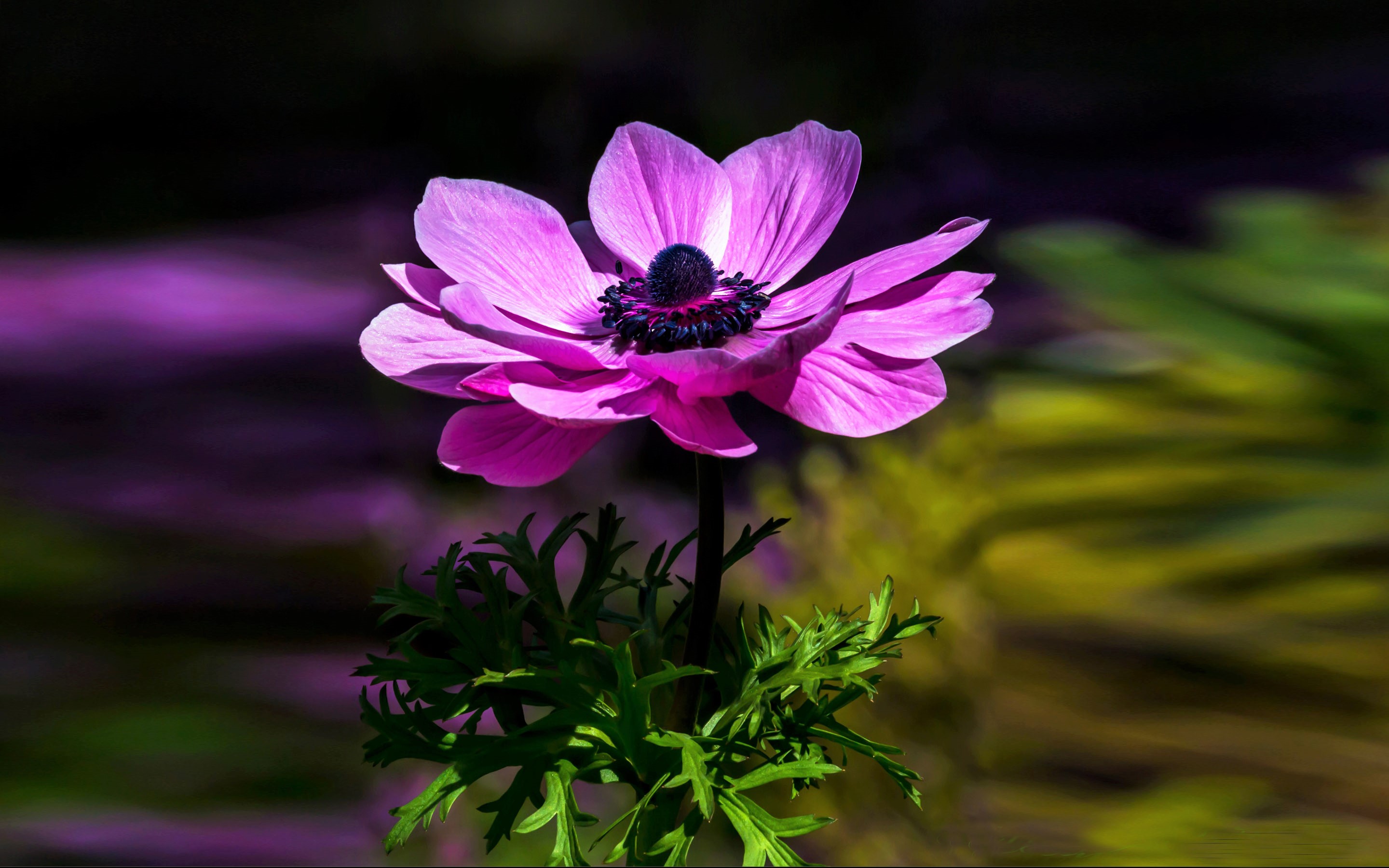 429954 скачать картинку фиолетовый цветок, земля/природа, анемон, цветок, флауэрсы - обои и заставки бесплатно