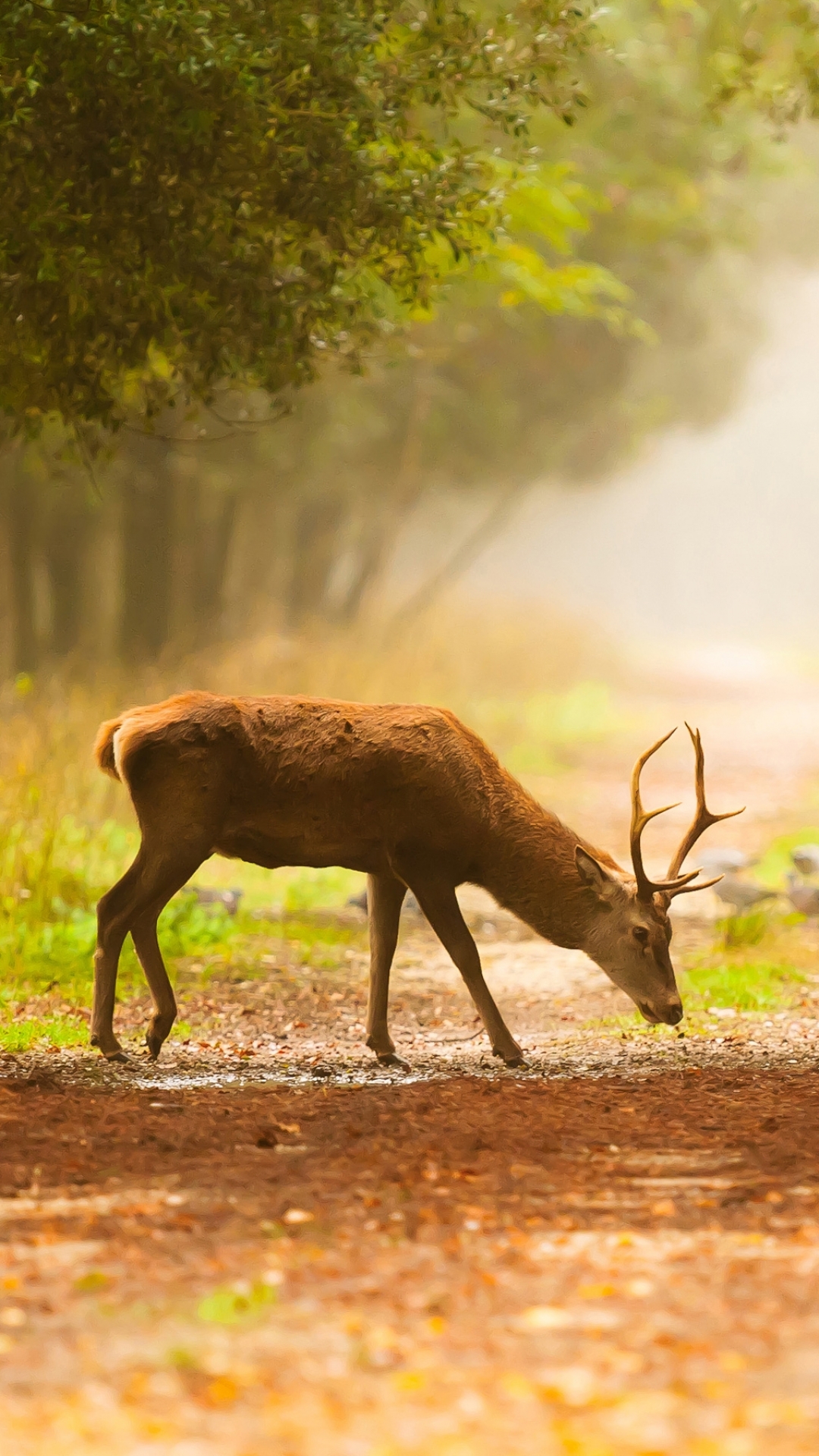 Download mobile wallpaper Nature, Path, Animal, Deer for free.