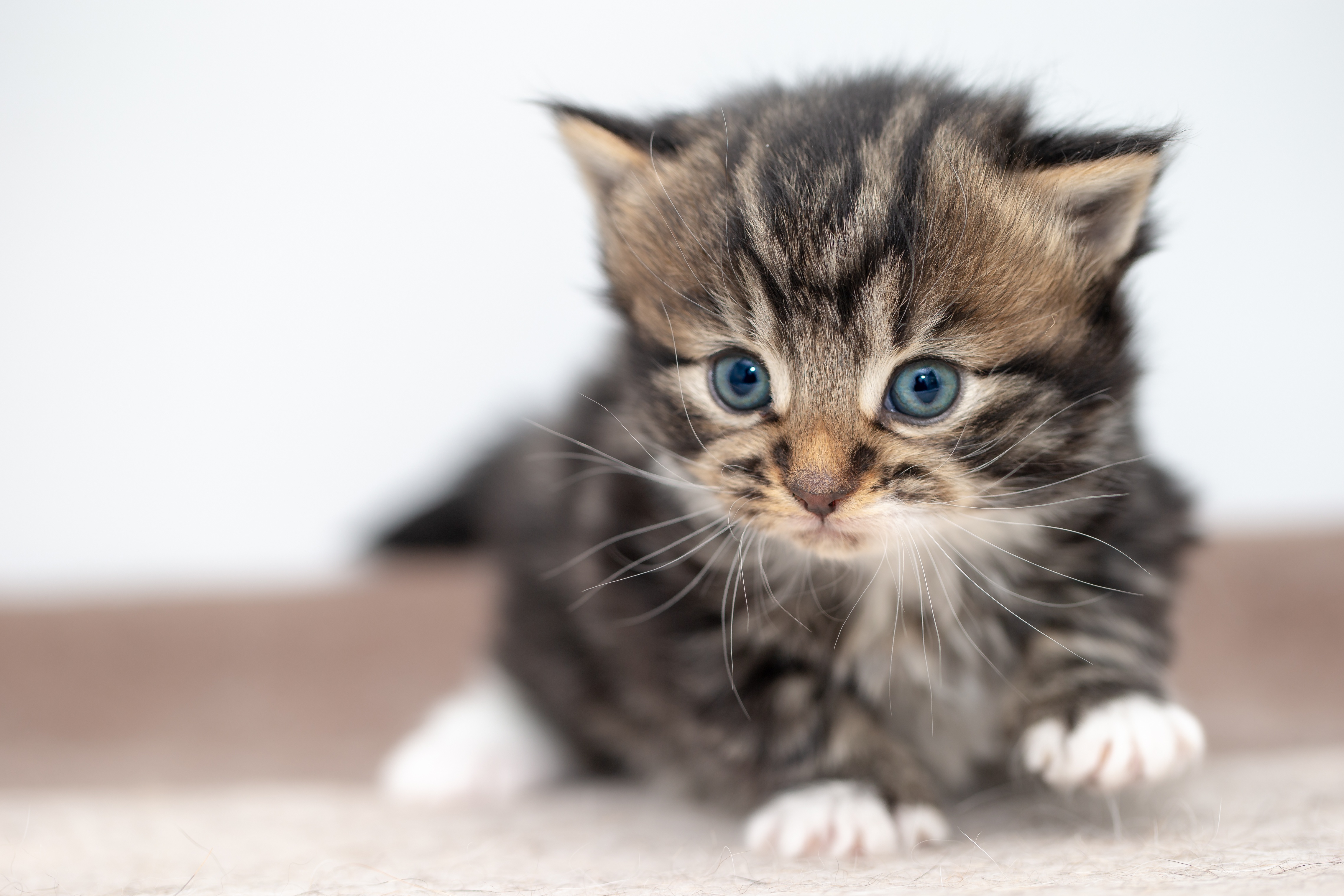 無料モバイル壁紙動物, ネコ, 猫, 子猫, 赤ちゃん動物をダウンロードします。