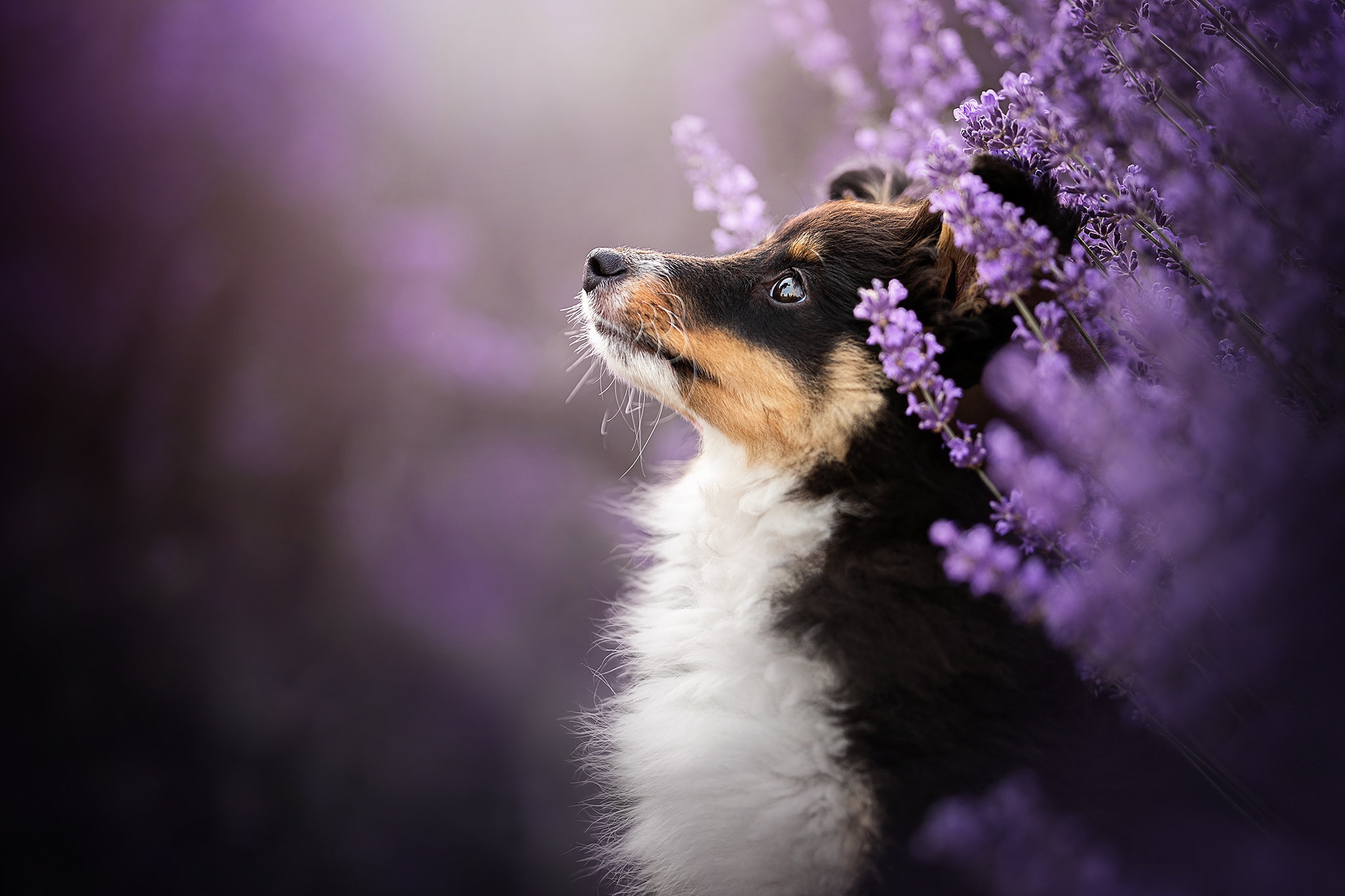 Скачати мобільні шпалери Собаки, Пес, Тварина, Шетландська Вівчарка, Фіолетова Квітка безкоштовно.
