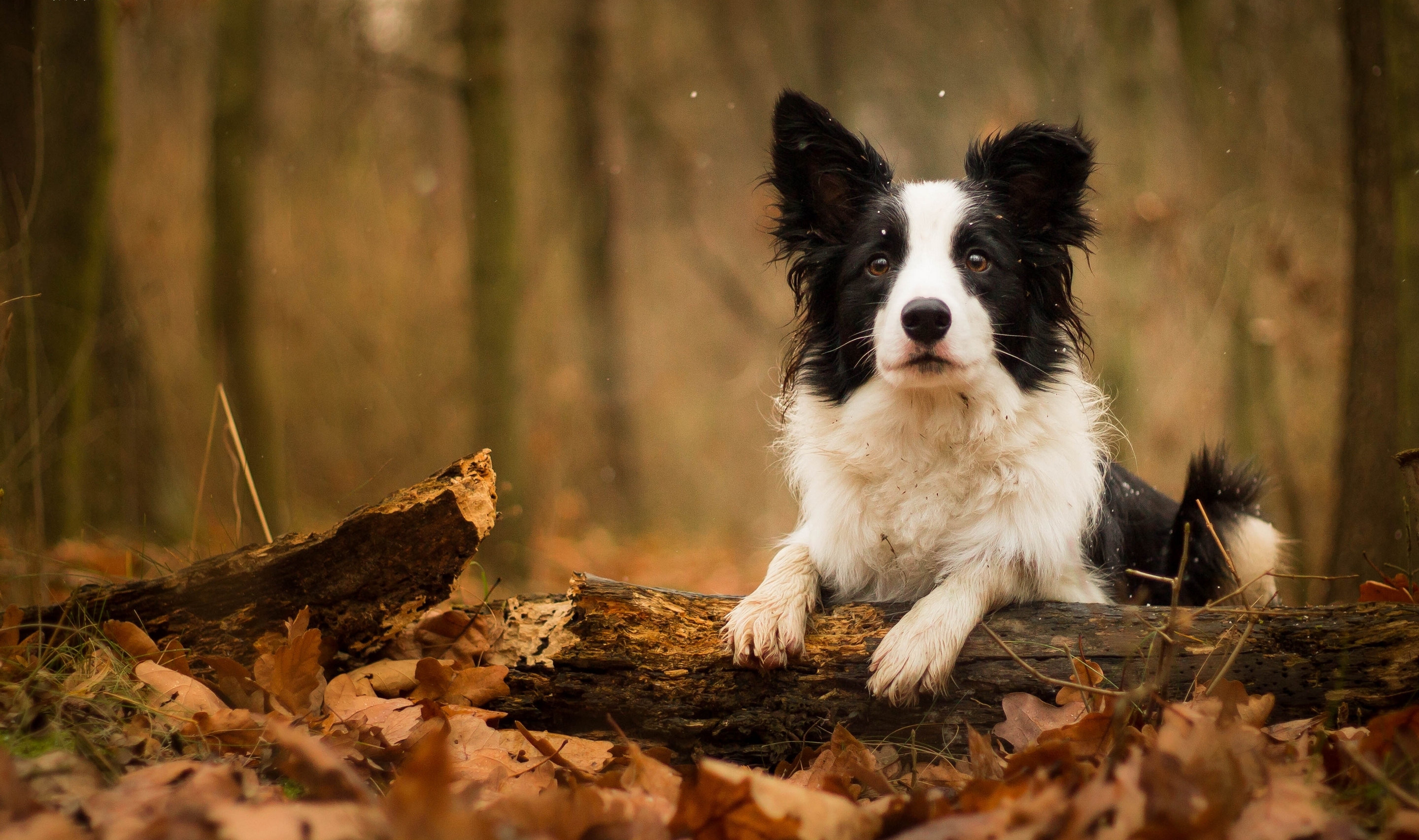 PCデスクトップに銃口, 木の葉, 葉, 動物, 犬画像を無料でダウンロード