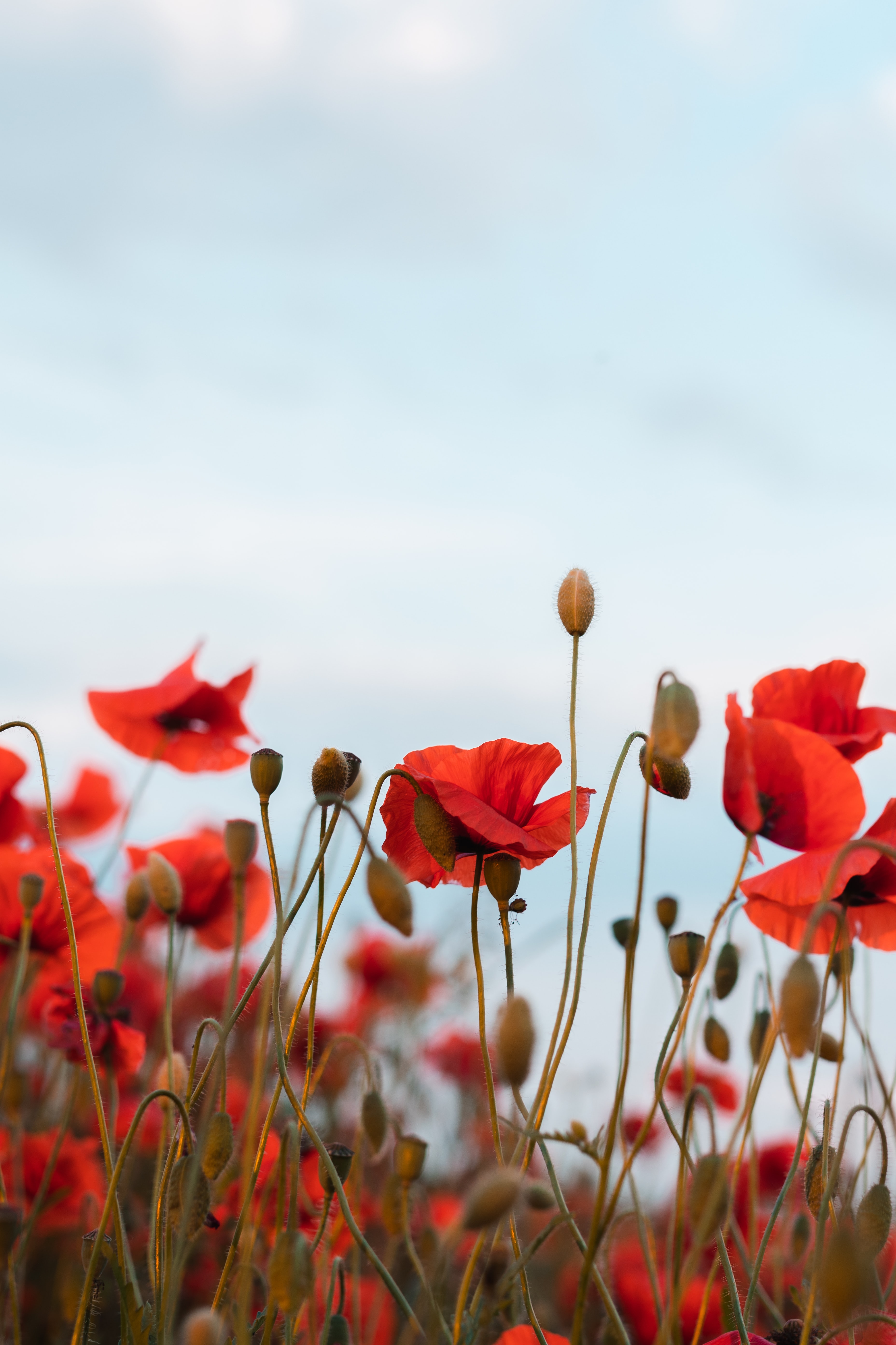 Free download wallpaper Flowers, Sky, Poppies, Wildflowers on your PC desktop