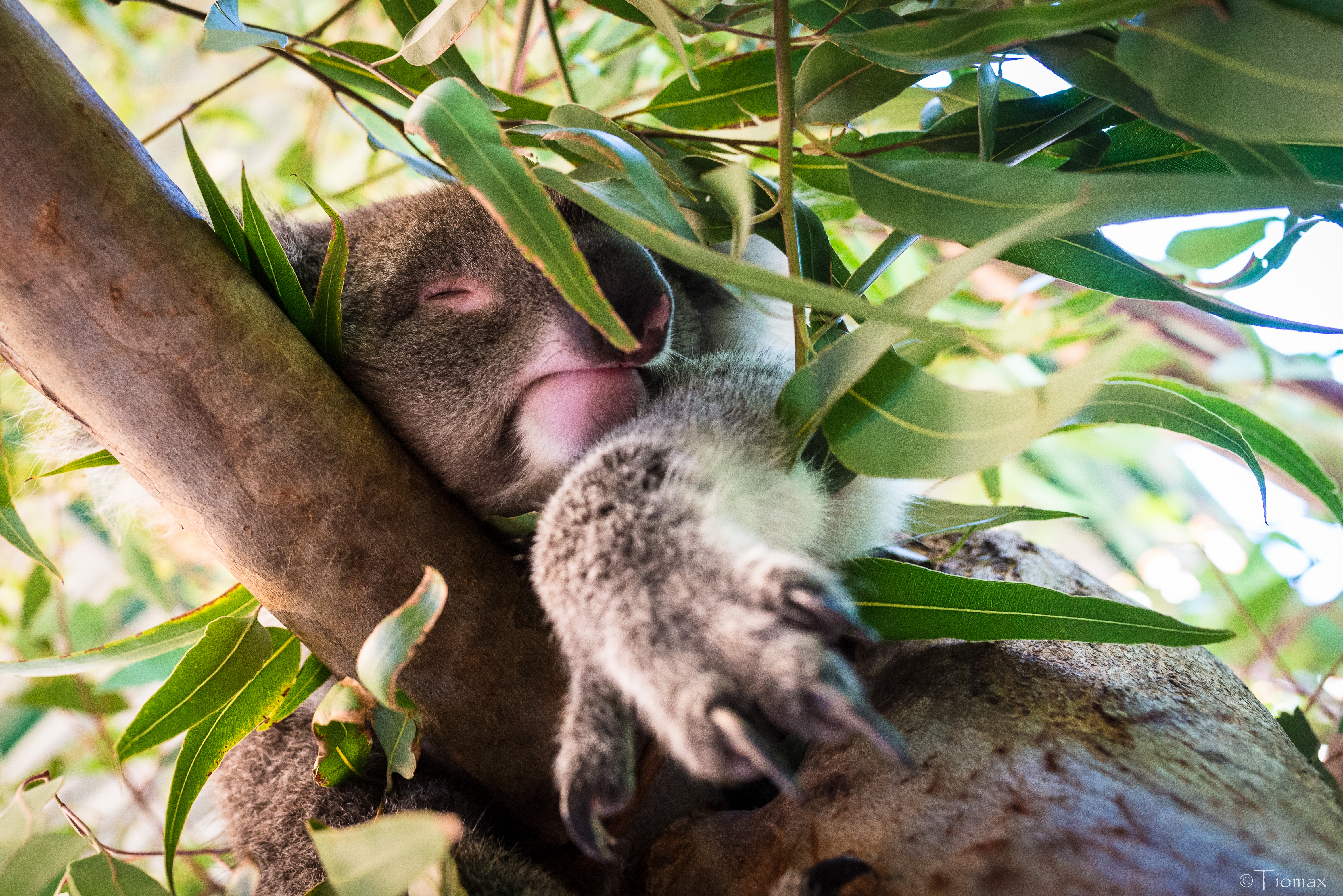91493 télécharger le fond d'écran koala, animaux, bois, arbre, branches, animal, dormir, rêve - économiseurs d'écran et images gratuitement
