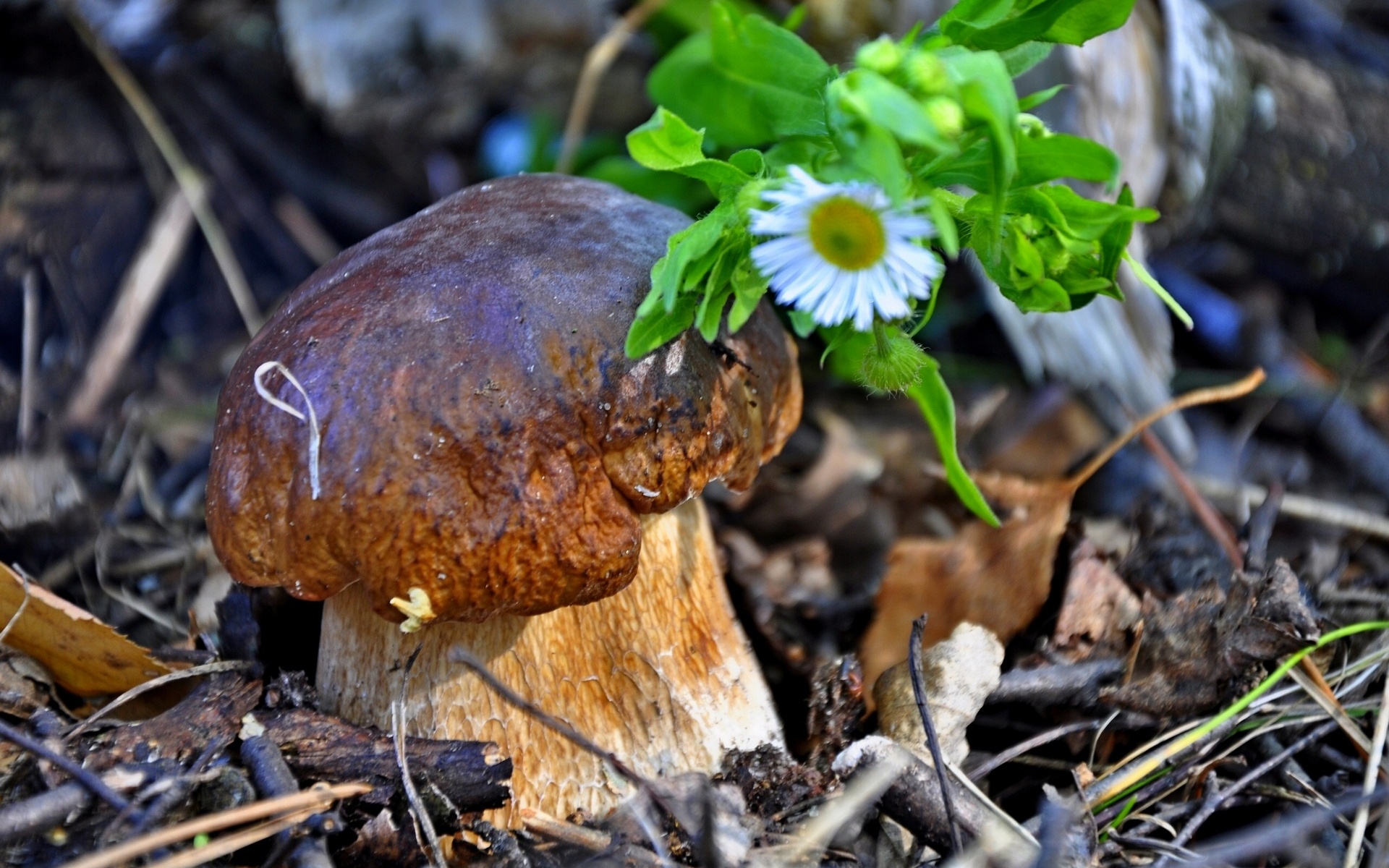 Free download wallpaper Earth, Mushroom on your PC desktop