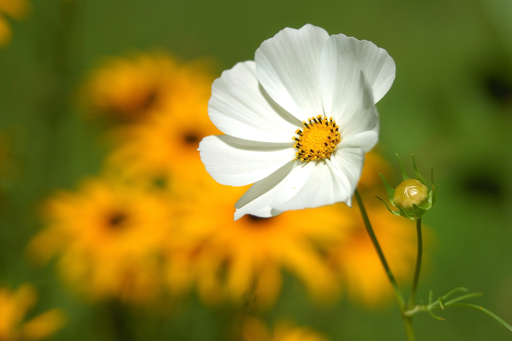 Descarga gratis la imagen Naturaleza, Flores, Flor, Flor Blanca, Tierra/naturaleza, Macrofotografía, Difuminado en el escritorio de tu PC