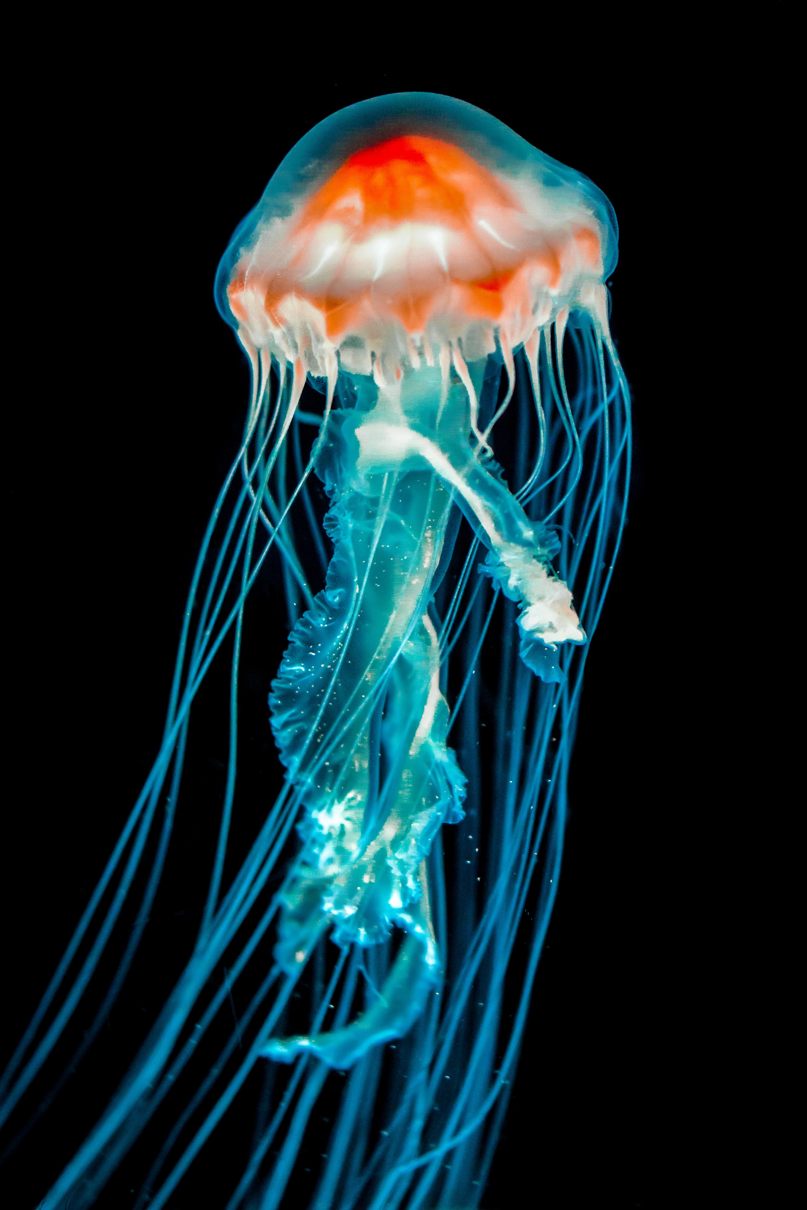 jellyfish, tentacle, dark, animals, black, underwater world UHD