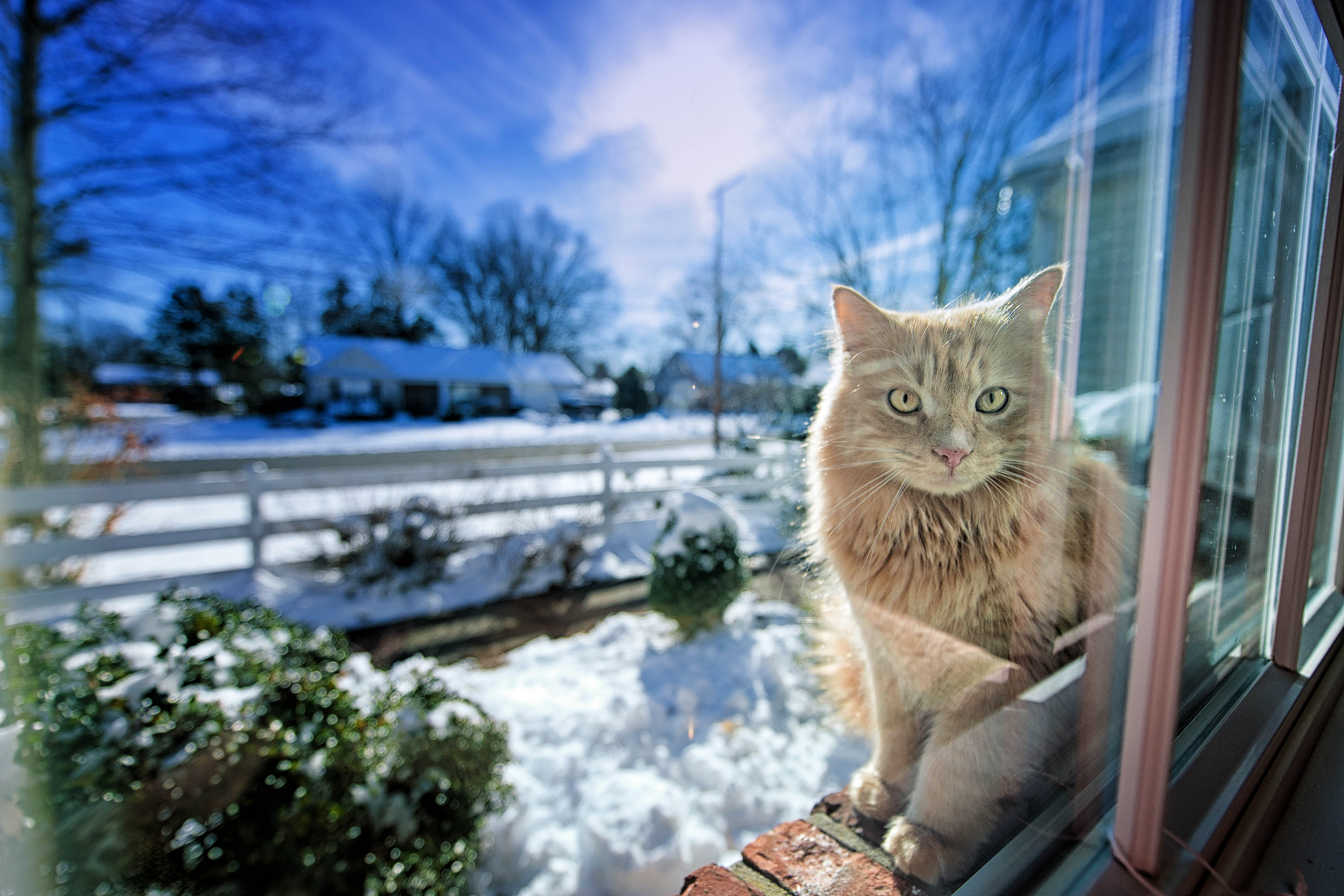 Descarga gratuita de fondo de pantalla para móvil de Animales, Gatos, Gato.