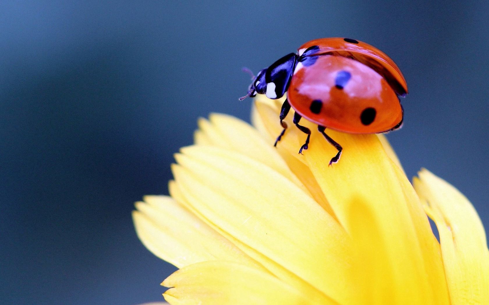 Free download wallpaper Ladybird, Ladybug, Petal, Macro, Flower on your PC desktop