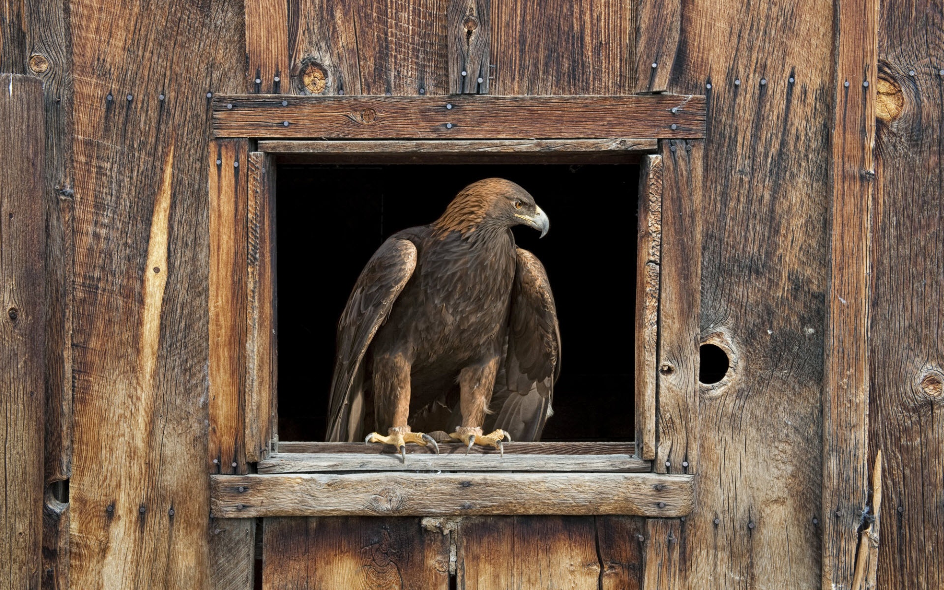 Download mobile wallpaper Bird, Animal, Eagle, Golden Eagle for free.
