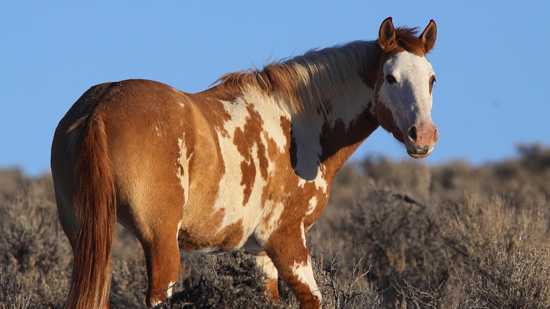 Download mobile wallpaper Animal, Horse for free.