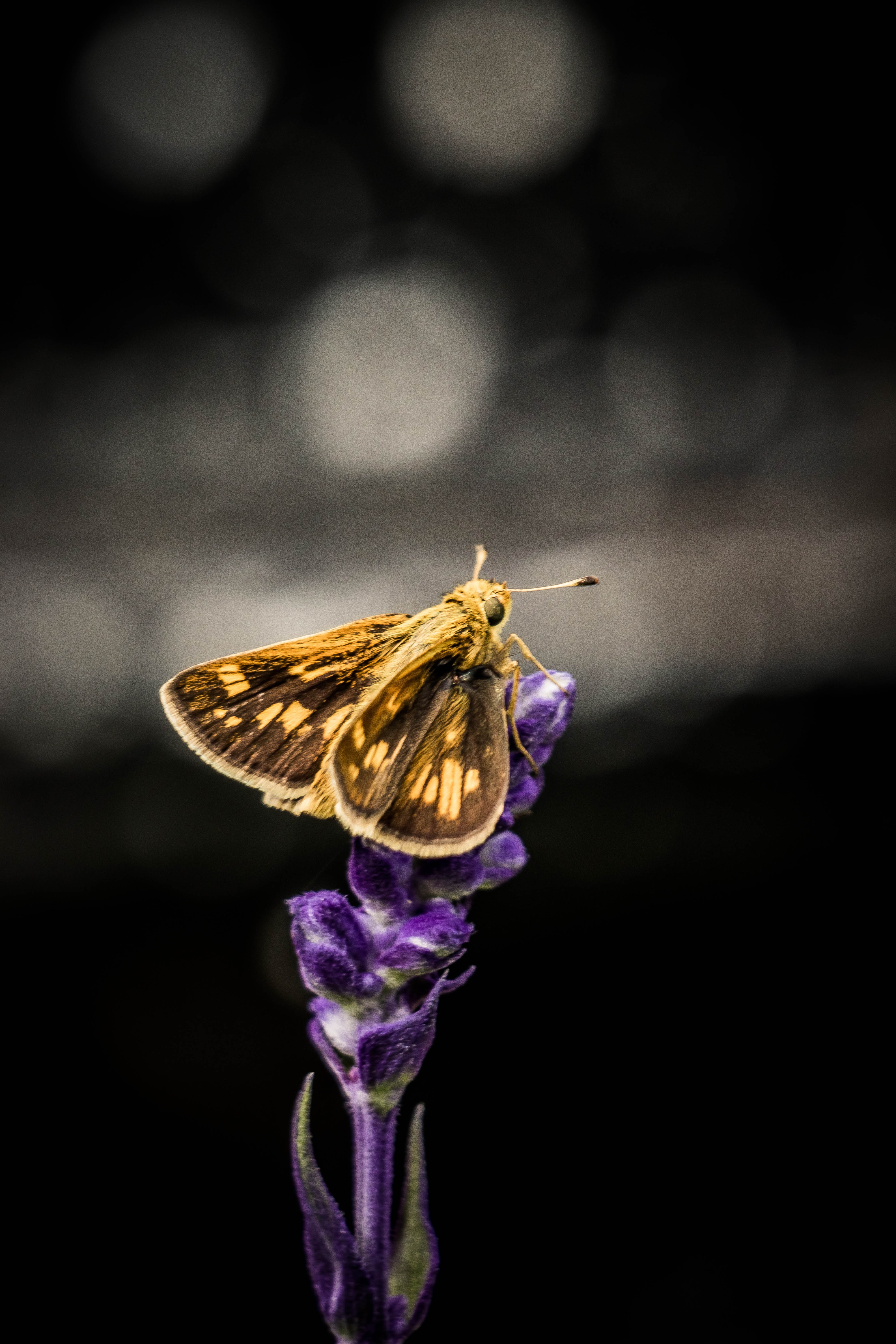 wings, flowers, animals, dark, like, jetty wallpapers for tablet