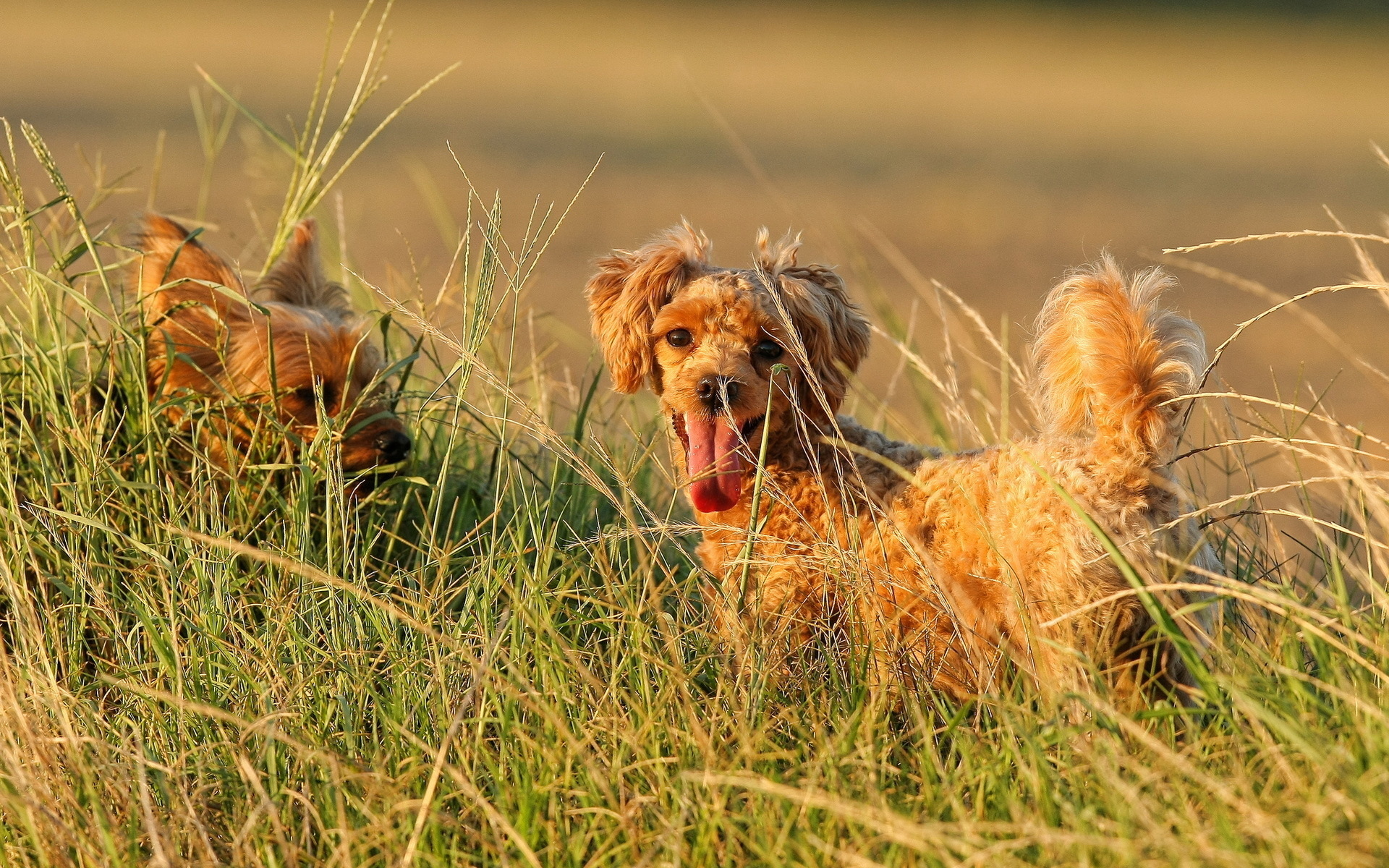 Téléchargez gratuitement l'image Animaux, Chiens, Chien sur le bureau de votre PC