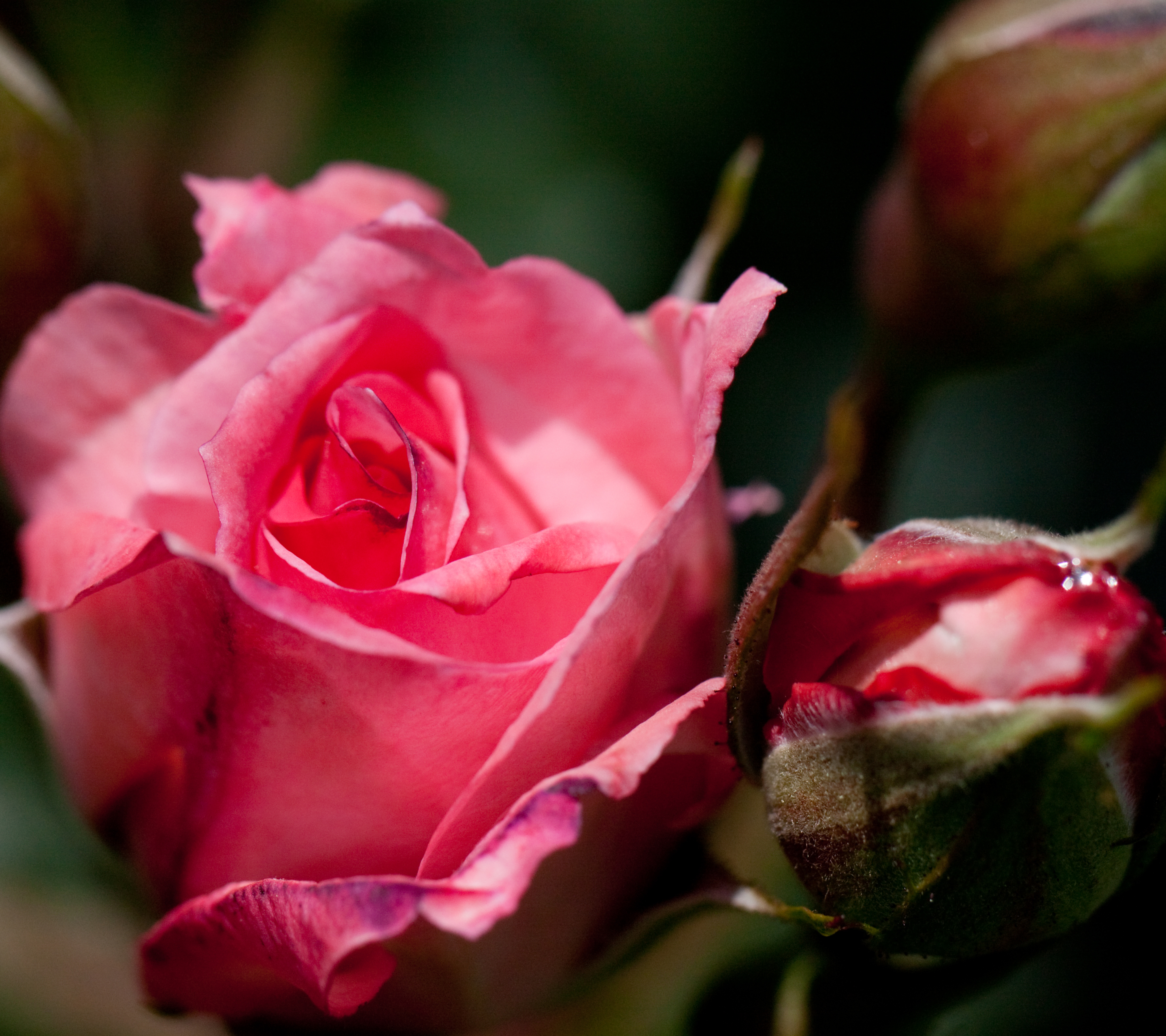 Descarga gratuita de fondo de pantalla para móvil de Flores, Rosa, Tierra/naturaleza.