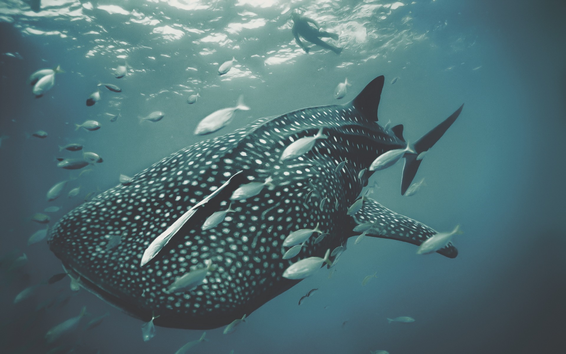 Téléchargez gratuitement l'image Animaux, Baleine sur le bureau de votre PC