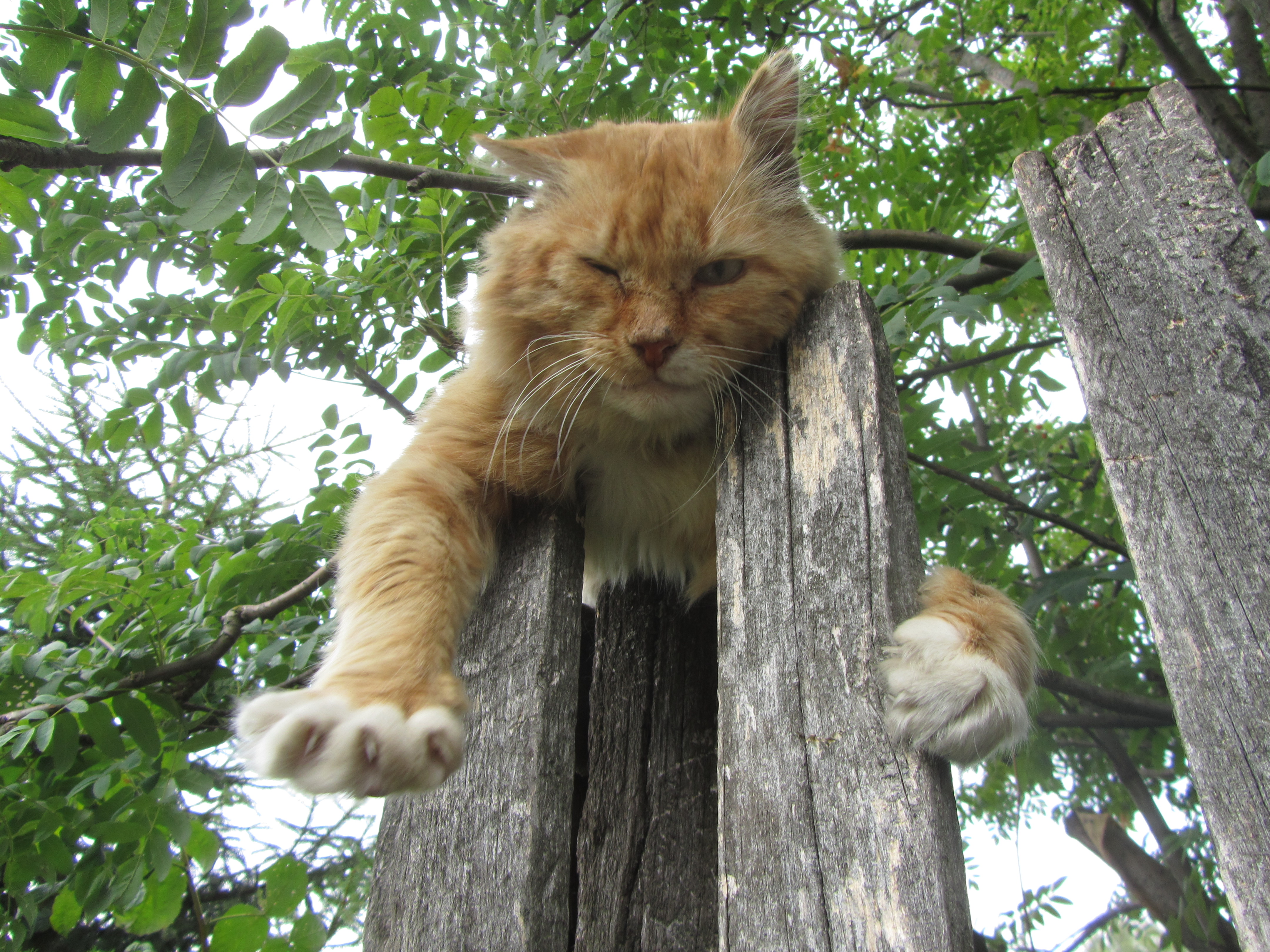 Handy-Wallpaper Tiere, Katzen, Katze kostenlos herunterladen.