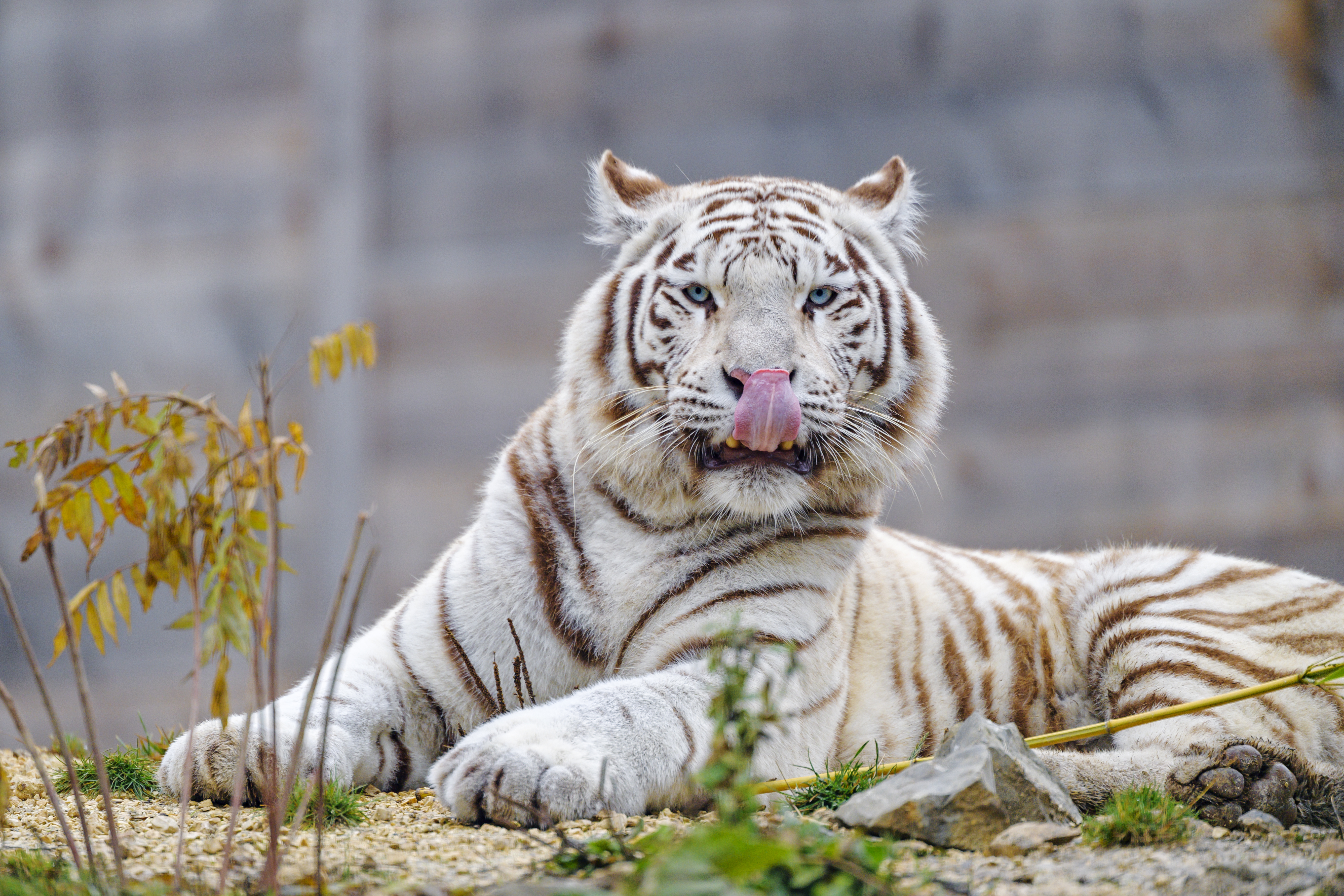 89601 скачать обои белый тигр, животные, тигр, хищник, большая кошка, высунутый язык - заставки и картинки бесплатно