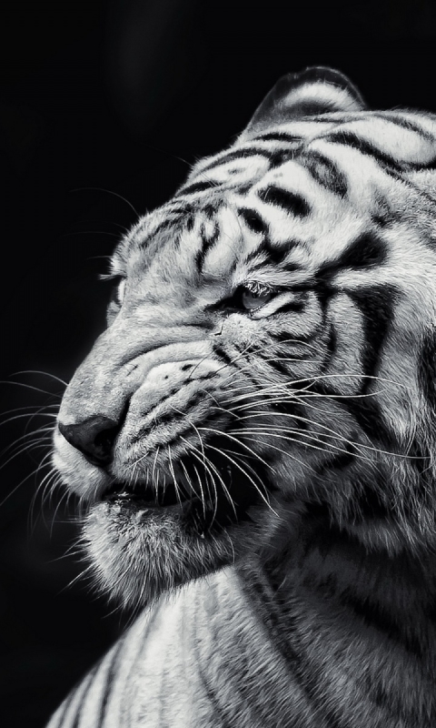 Скачати мобільні шпалери Тварина, Коти, Білий Тигр безкоштовно.