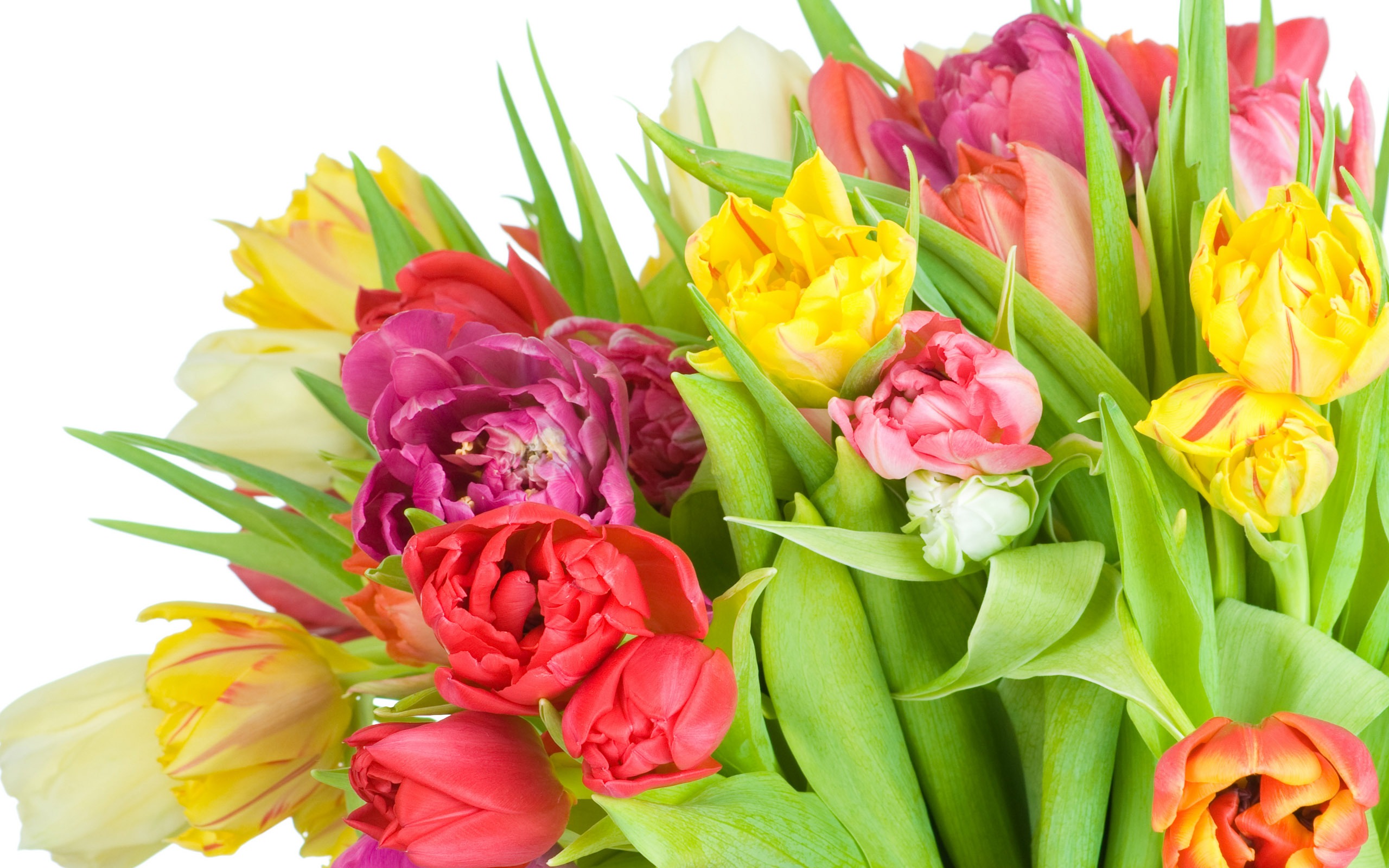 Free download wallpaper Flowers, Flower, Earth, Tulip on your PC desktop