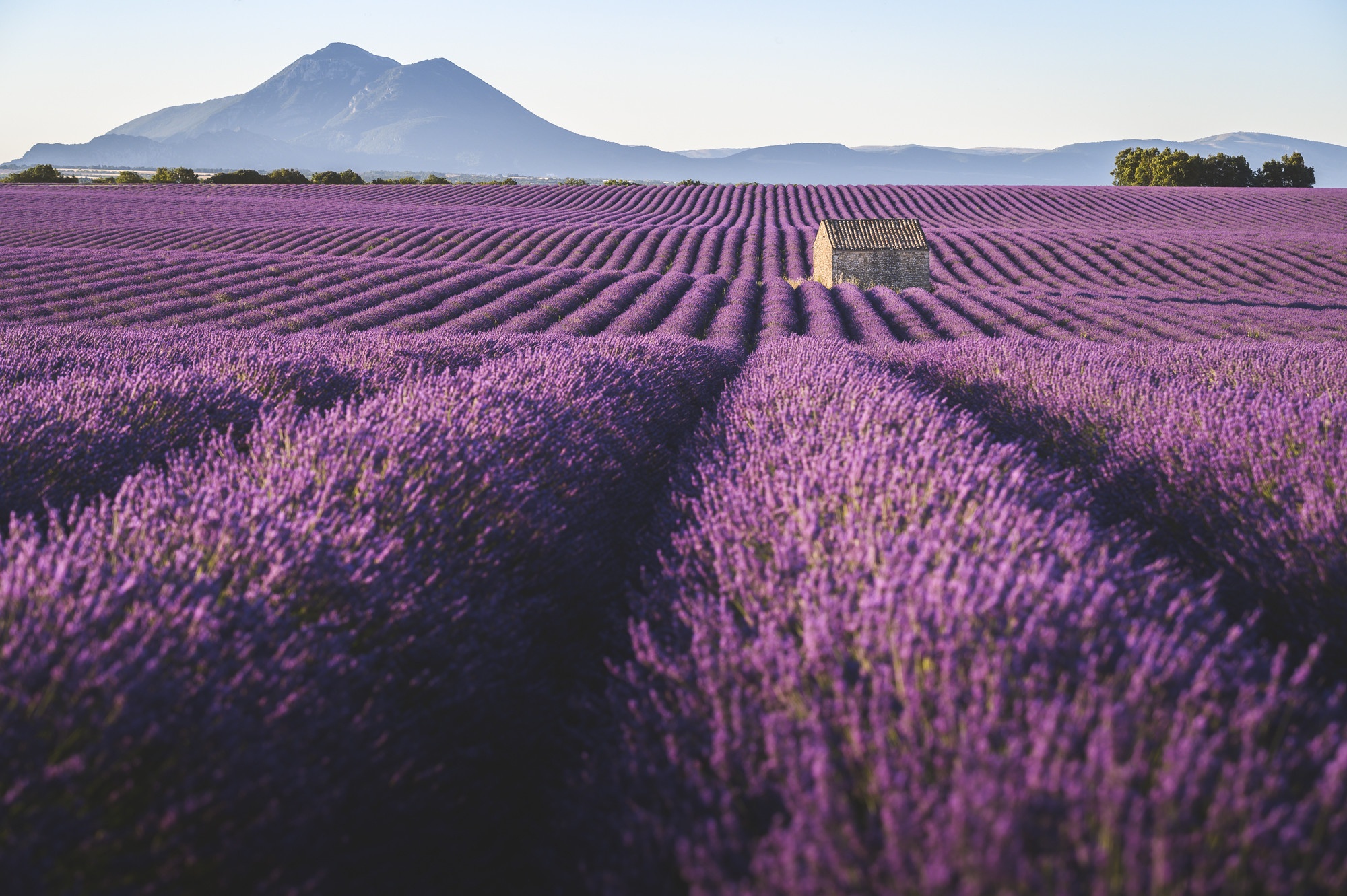 Download mobile wallpaper Flowers, Earth, Field, Lavender, Purple Flower for free.