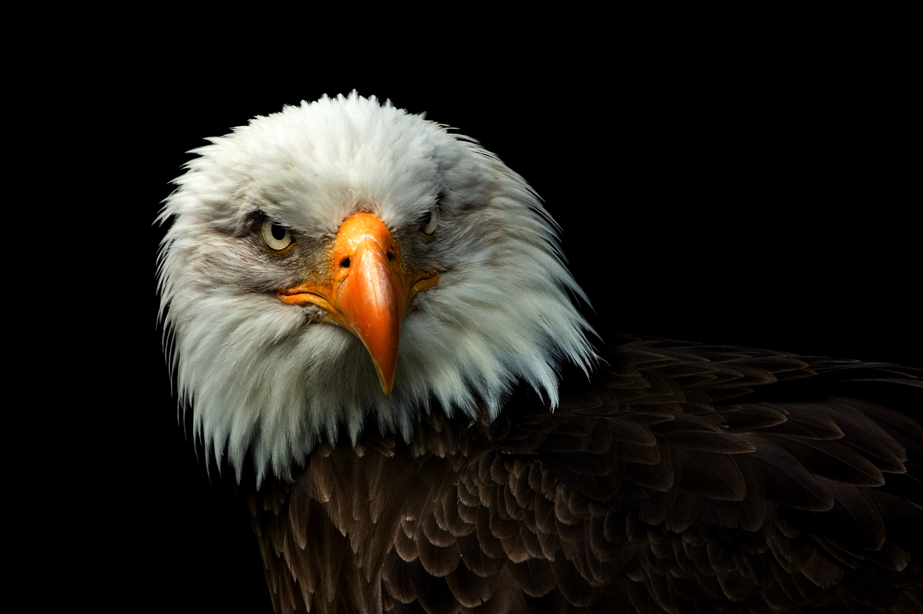 Free download wallpaper Bald Eagle, Birds, Animal on your PC desktop