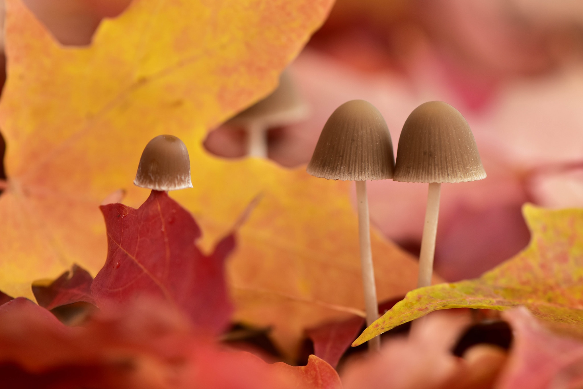 Laden Sie das Natur, Herbst, Makro, Blatt, Pilz, Erde/natur-Bild kostenlos auf Ihren PC-Desktop herunter