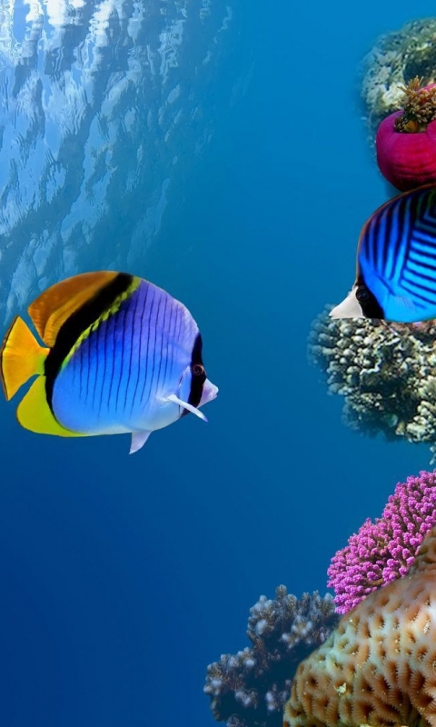 Download mobile wallpaper Fishes, Animal, Fish, Butterflyfish for free.