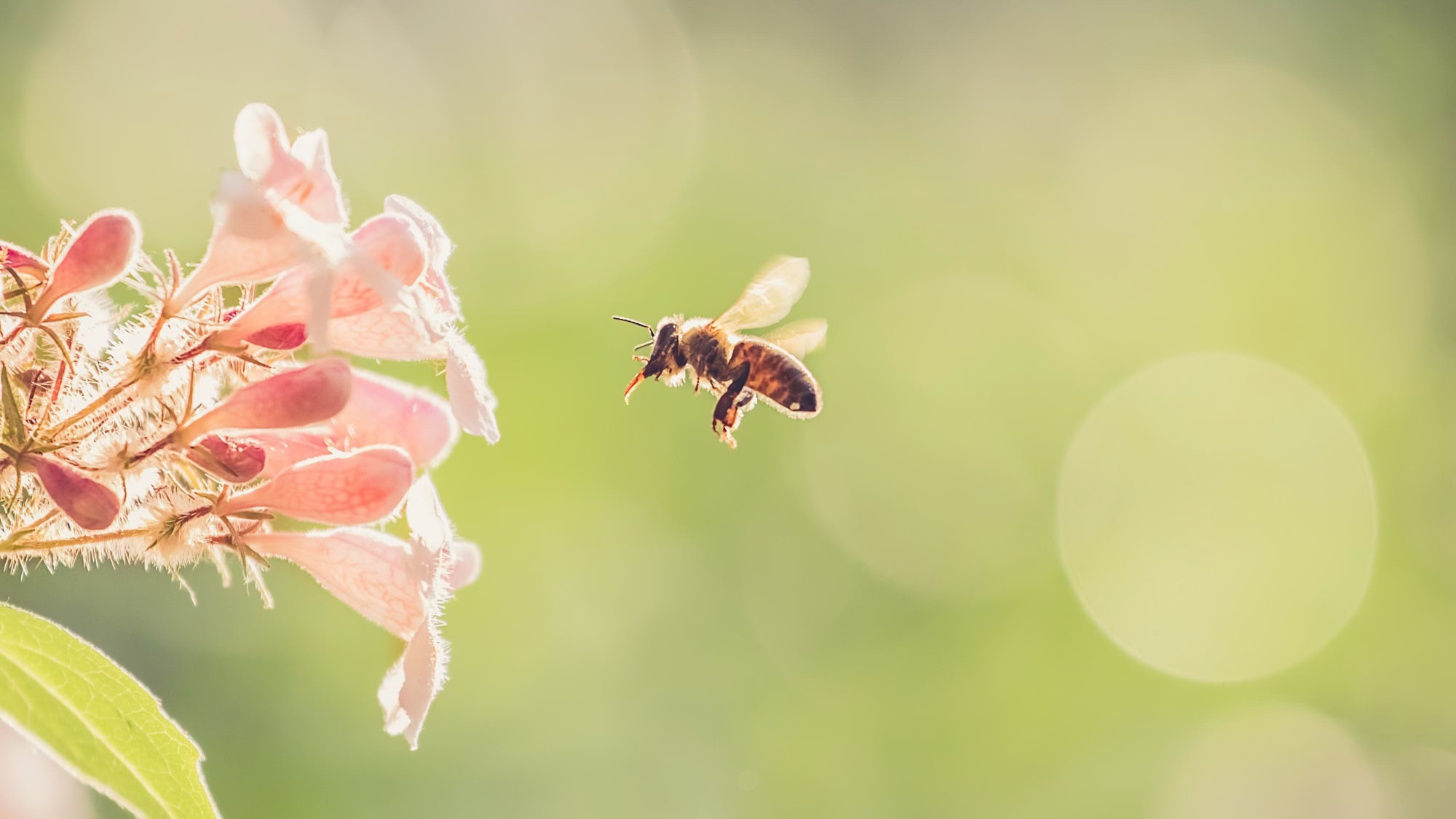 Download mobile wallpaper Insects, Flower, Macro, Insect, Bee, Animal, Bokeh, Pink Flower for free.