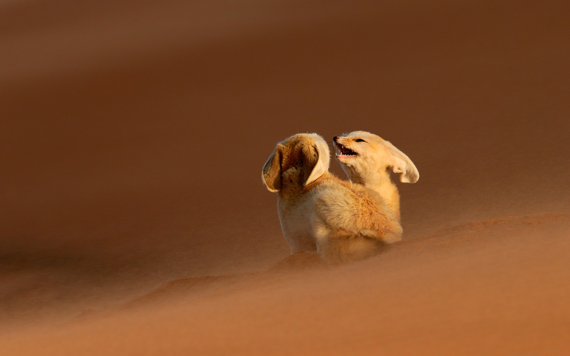 662345 скачать картинку животные, фенек, пустыня, лисица, песок - обои и заставки бесплатно