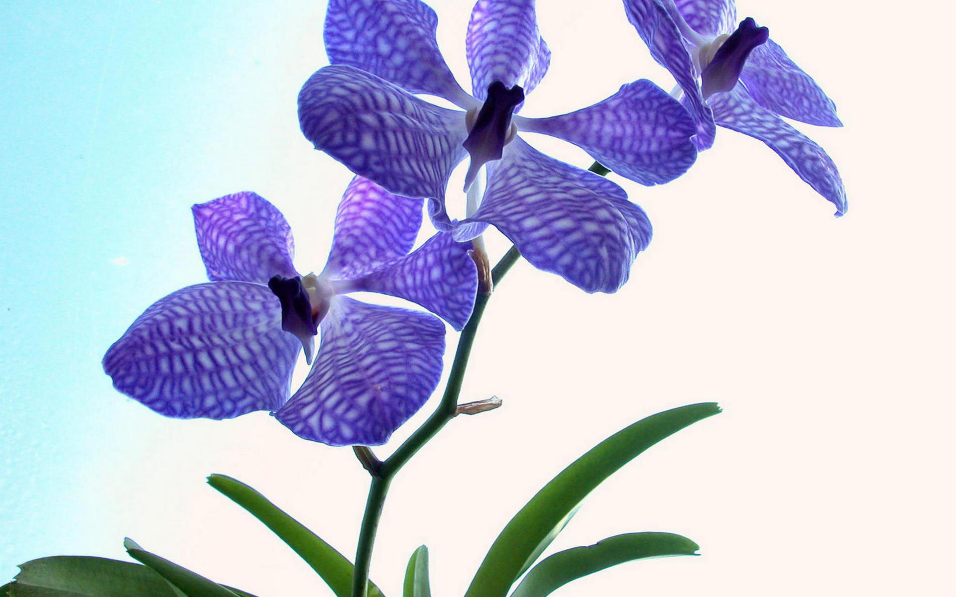 Descarga gratis la imagen Orquídea, Flores, Flor, Tierra/naturaleza en el escritorio de tu PC