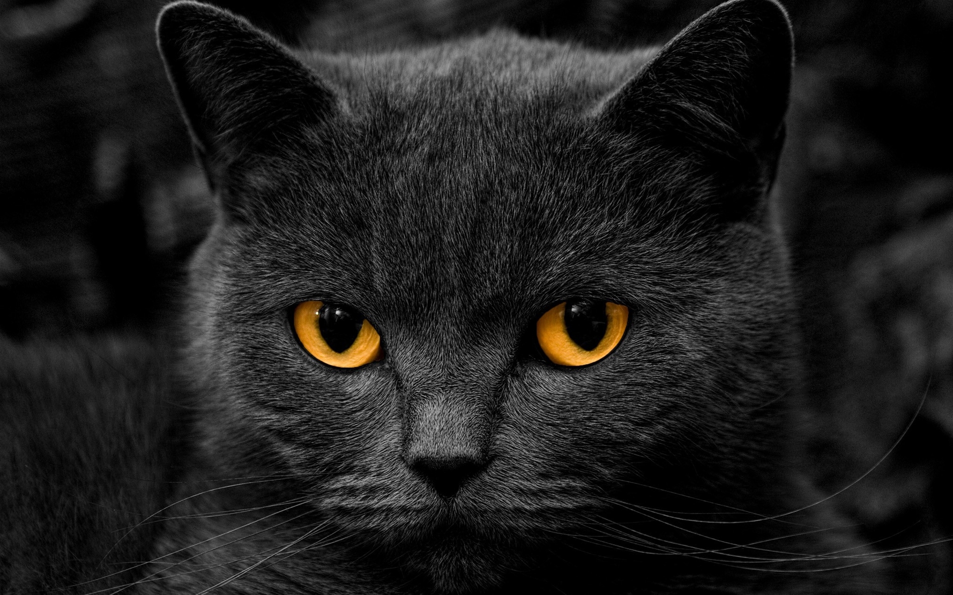 50162 скачать картинку кошки (коты котики), черные, животные - обои и заставки бесплатно