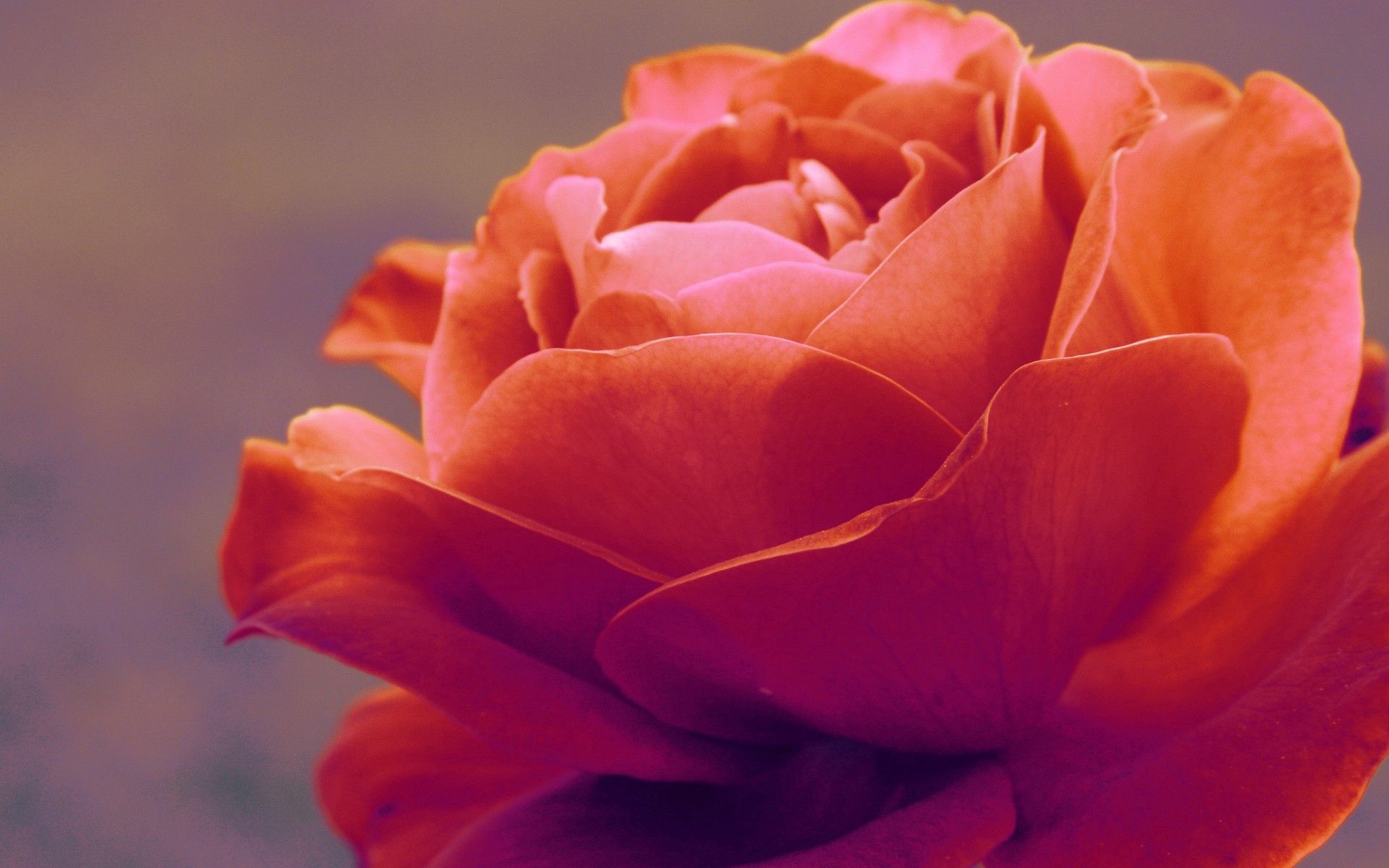 Téléchargez gratuitement l'image Planter, Macro, Plante, Pétales, Une Rose, Rose sur le bureau de votre PC