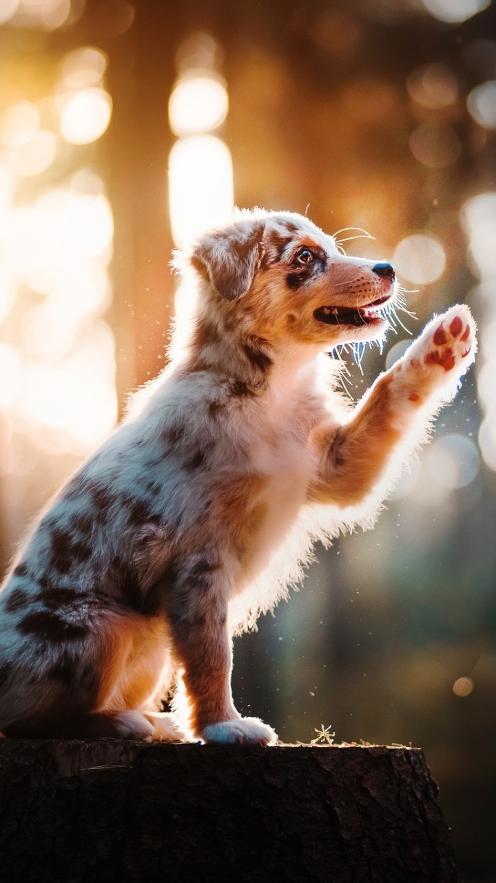 Download mobile wallpaper Dogs, Dog, Animal, Puppy, Baby Animal, Depth Of Field for free.