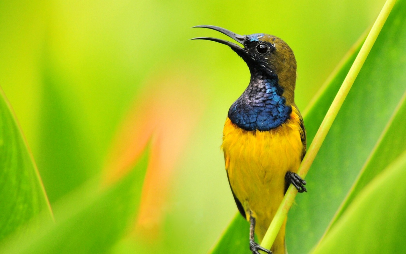 Laden Sie das Tiere, Vogel-Bild kostenlos auf Ihren PC-Desktop herunter