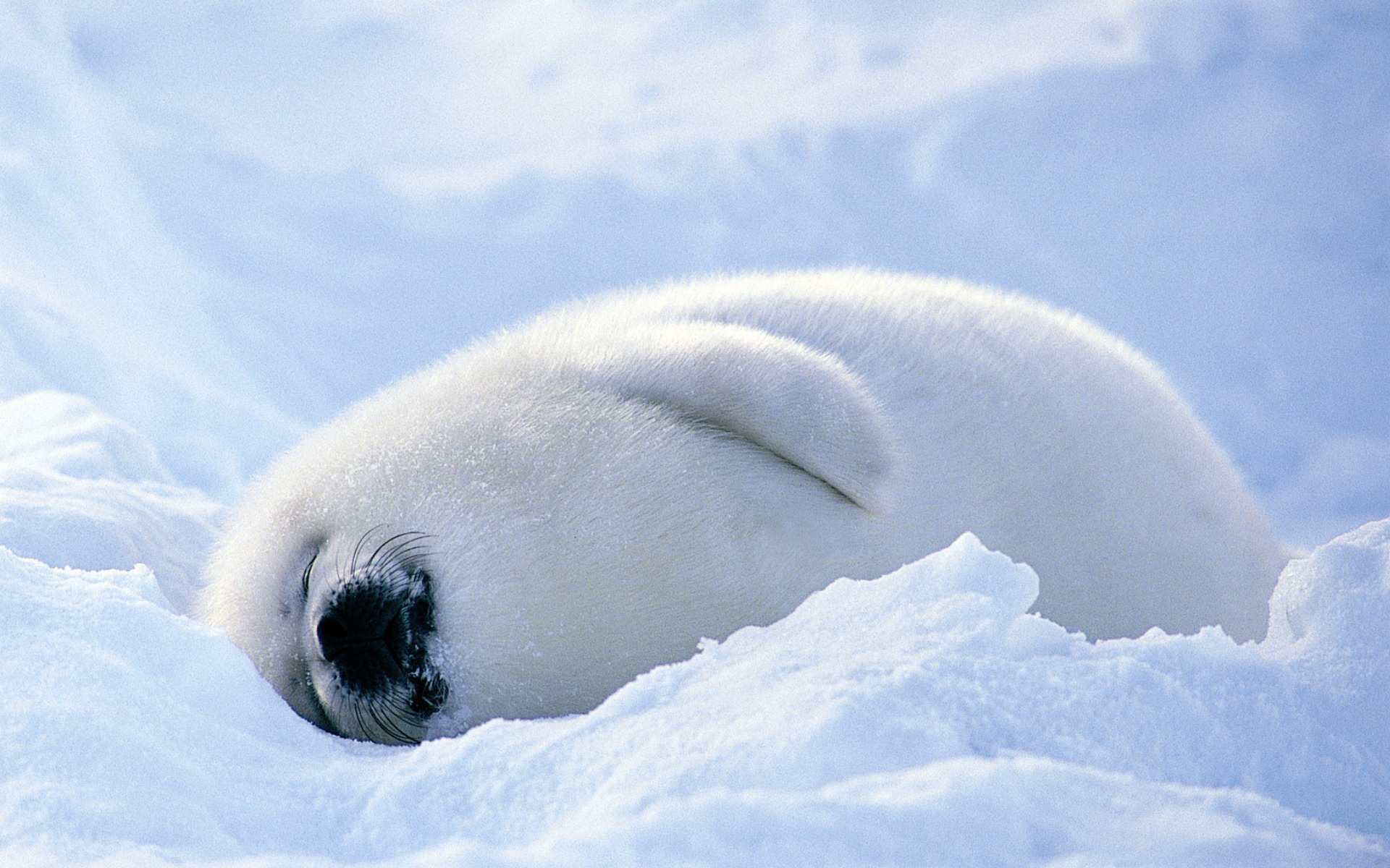 276266 baixar papel de parede animais, foca, selos - protetores de tela e imagens gratuitamente