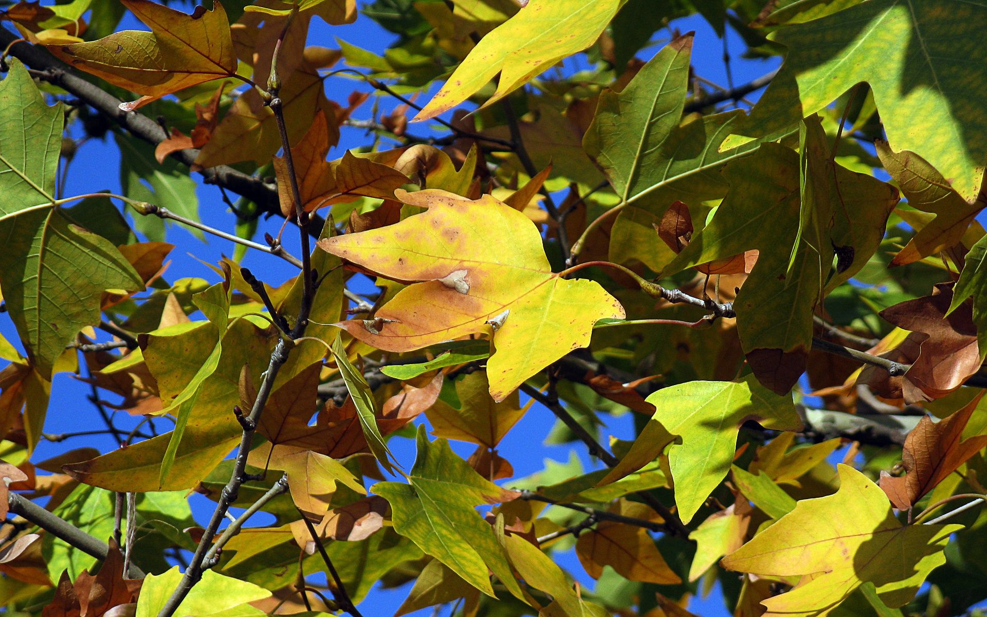 144248 télécharger l'image nature, automne, feuilles, sec, érable - fonds d'écran et économiseurs d'écran gratuits