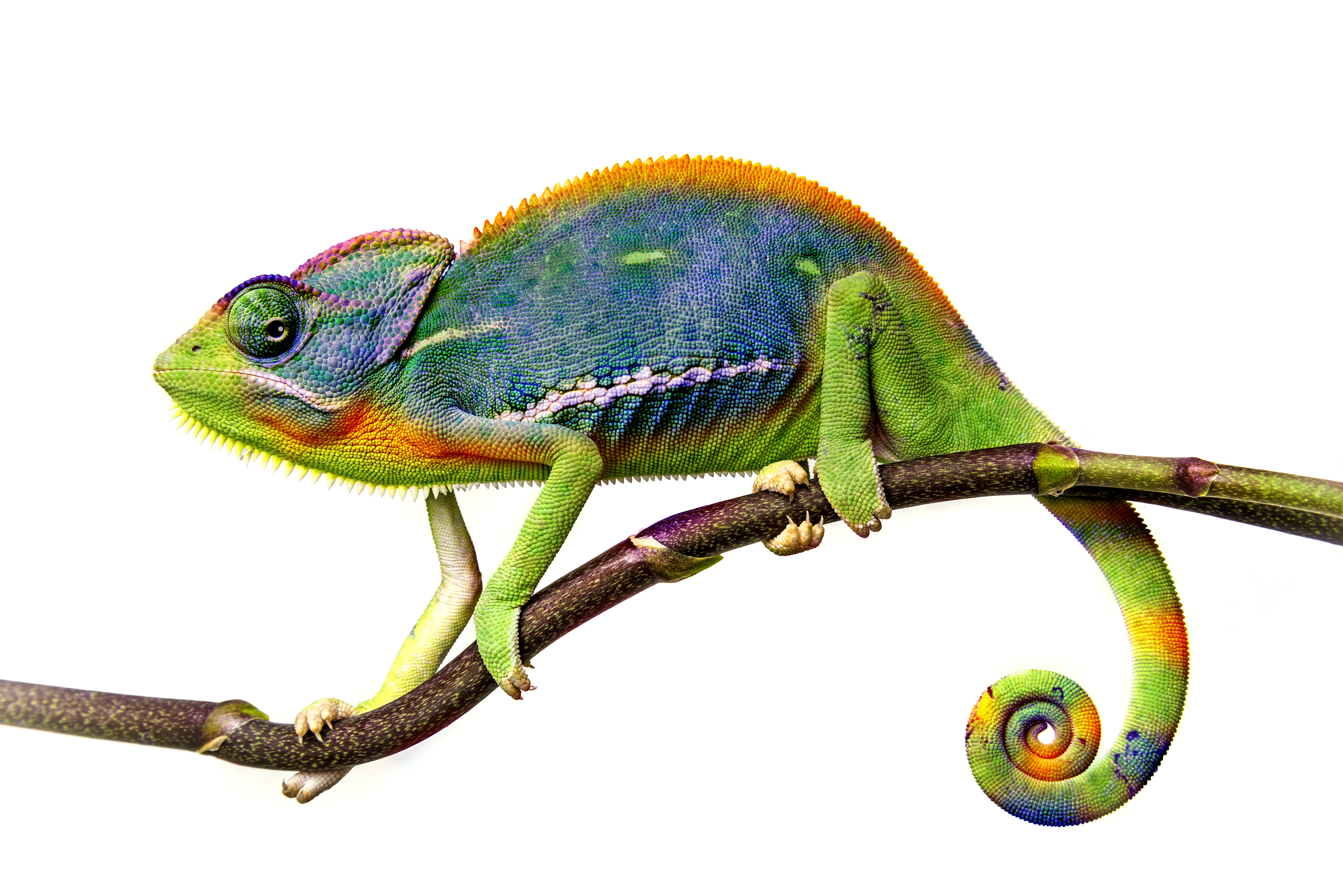 Free download wallpaper Animal, Lizard, Reptile, Chameleon, Reptiles on your PC desktop