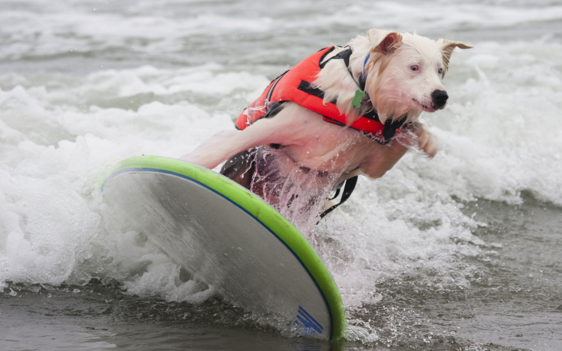 PCデスクトップに動物, 犬画像を無料でダウンロード