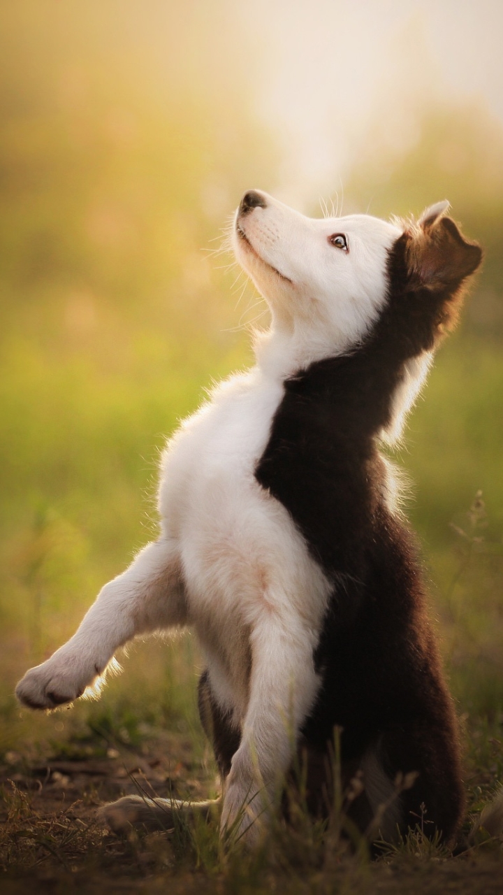 Download mobile wallpaper Dogs, Dog, Animal, Puppy, Border Collie, Baby Animal for free.