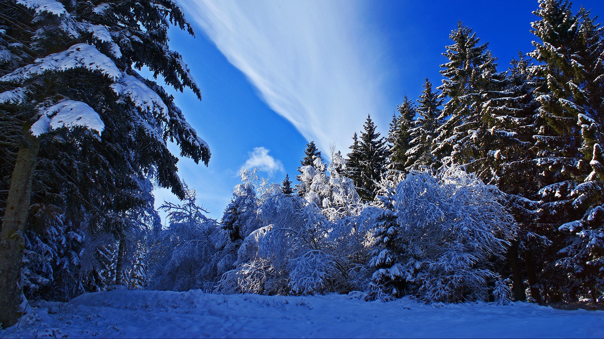 Laden Sie das Winter, Schnee, Wald, Baum, Erde/natur-Bild kostenlos auf Ihren PC-Desktop herunter