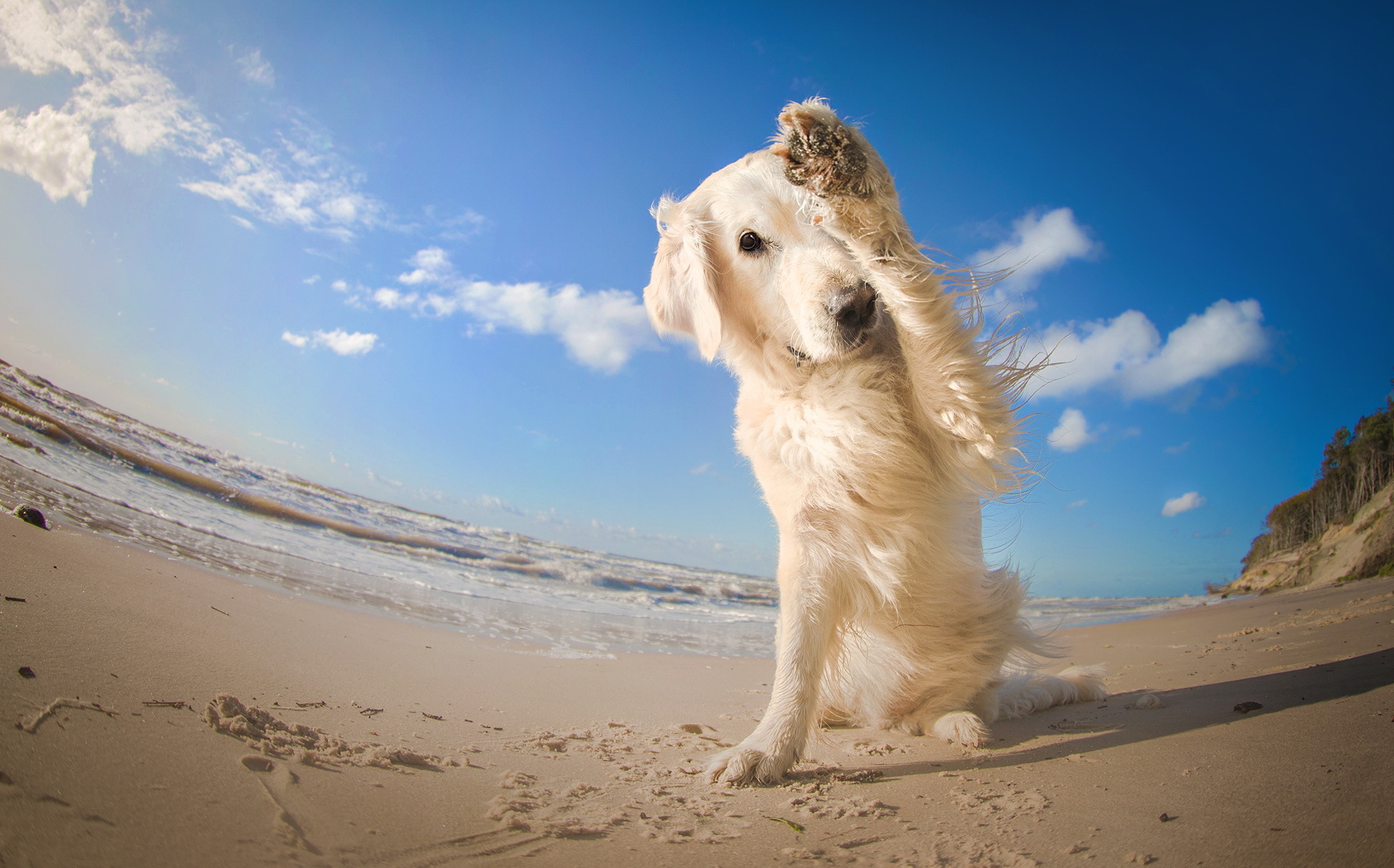 379796 скачать картинку животные, собака, пляж, рыбий глаз, песок, небо, собаки - обои и заставки бесплатно