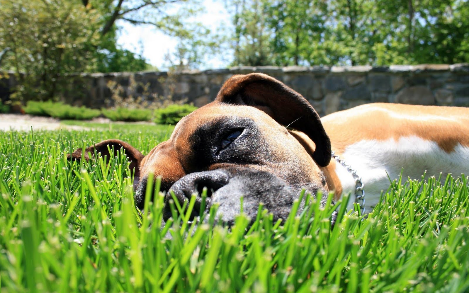 Téléchargez des papiers peints mobile Chiens, Chien, Animaux gratuitement.