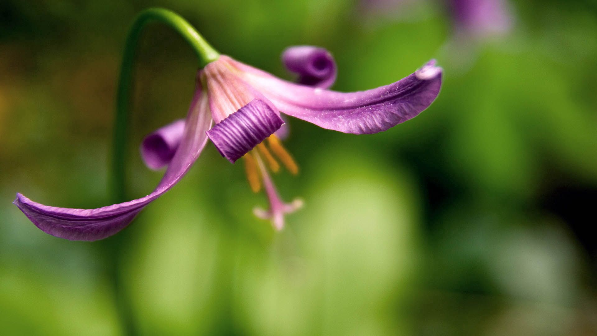 Free download wallpaper Plant, Macro, Smooth, Flower, Petals, Blur on your PC desktop