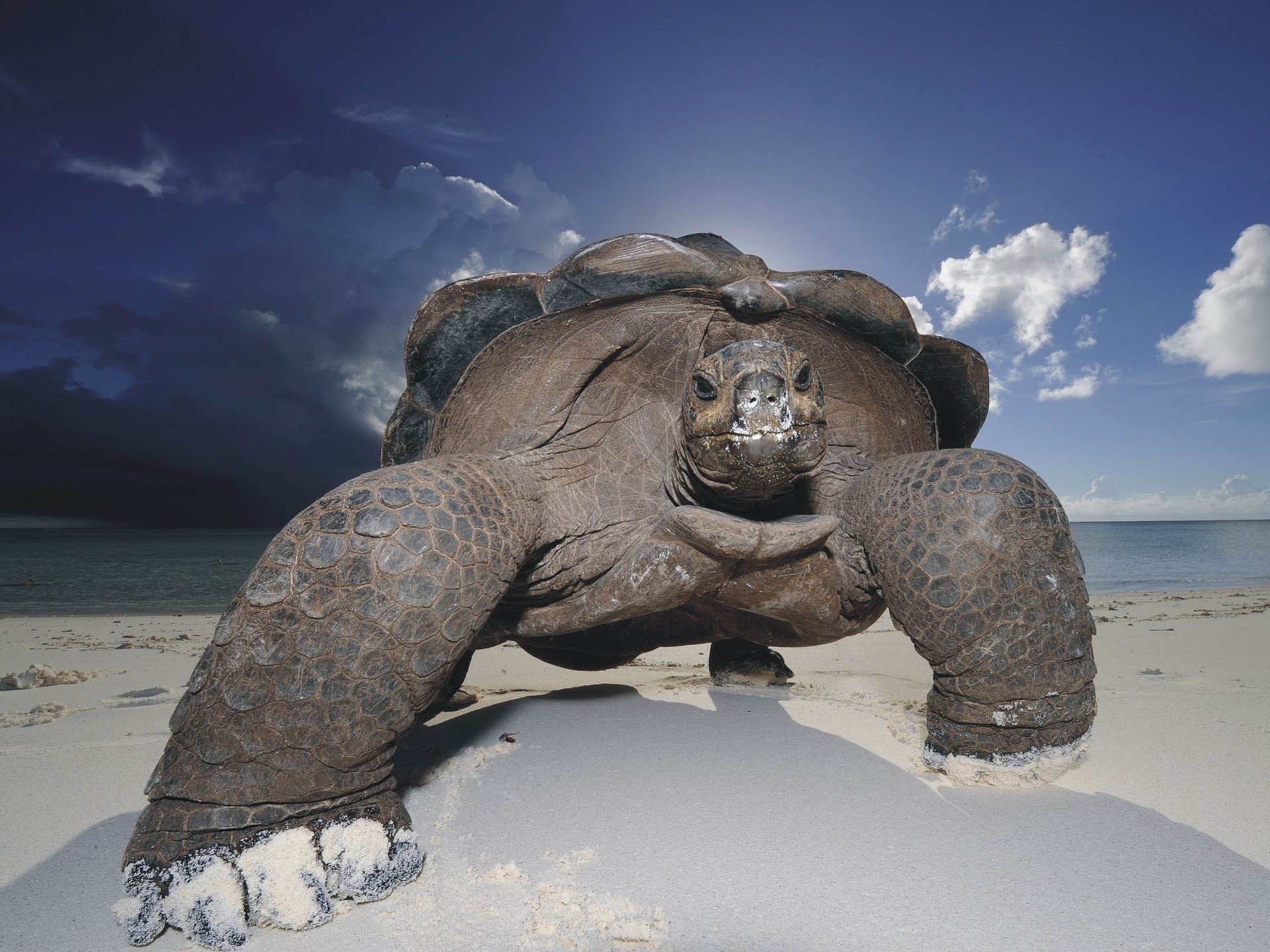 Download mobile wallpaper Animal, Tortoise for free.